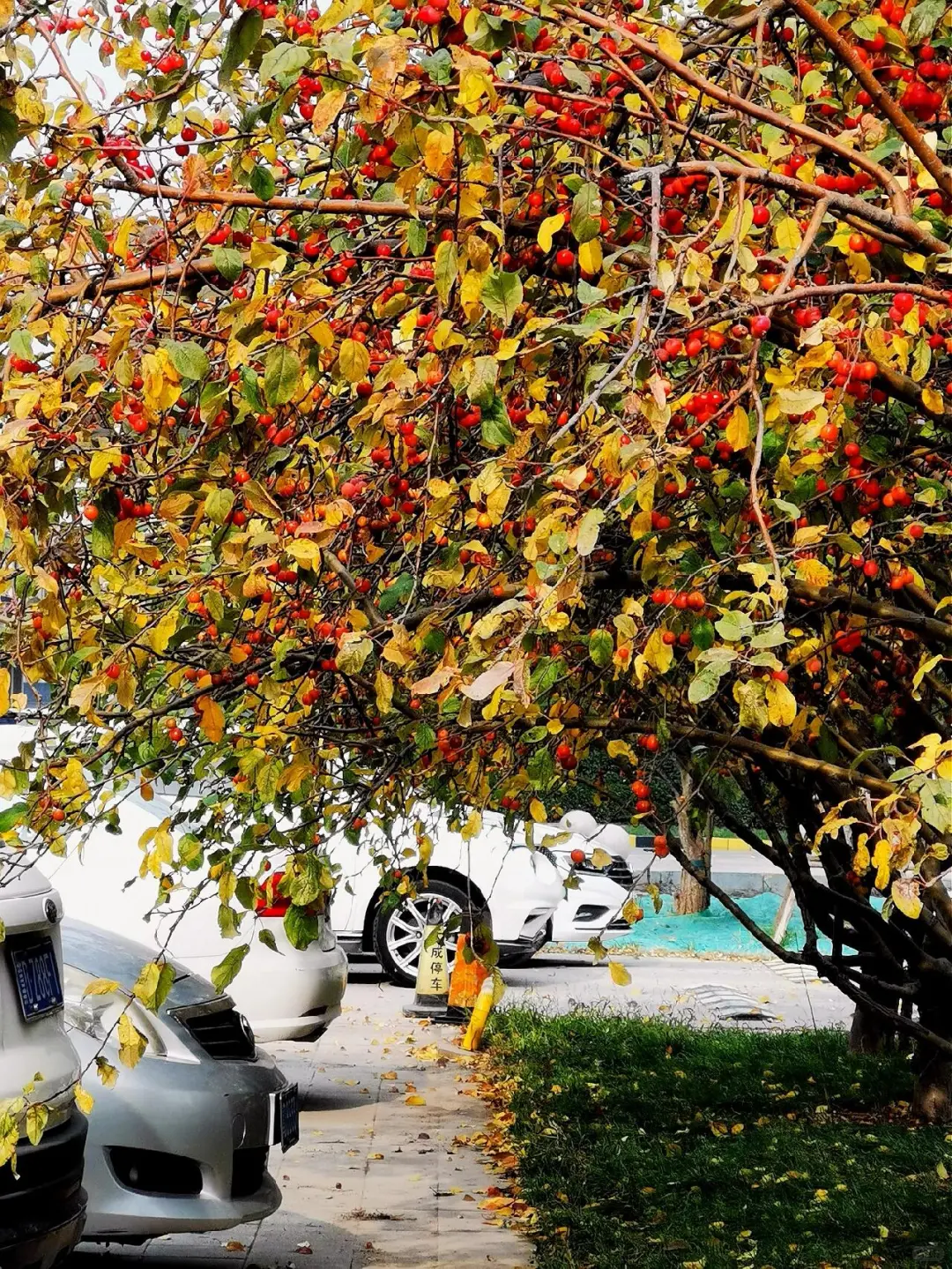 偶遇梵高—在邯郸落叶街头漫步