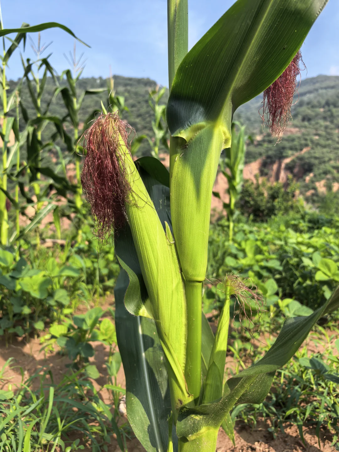 邯郸的意思就是邯郸