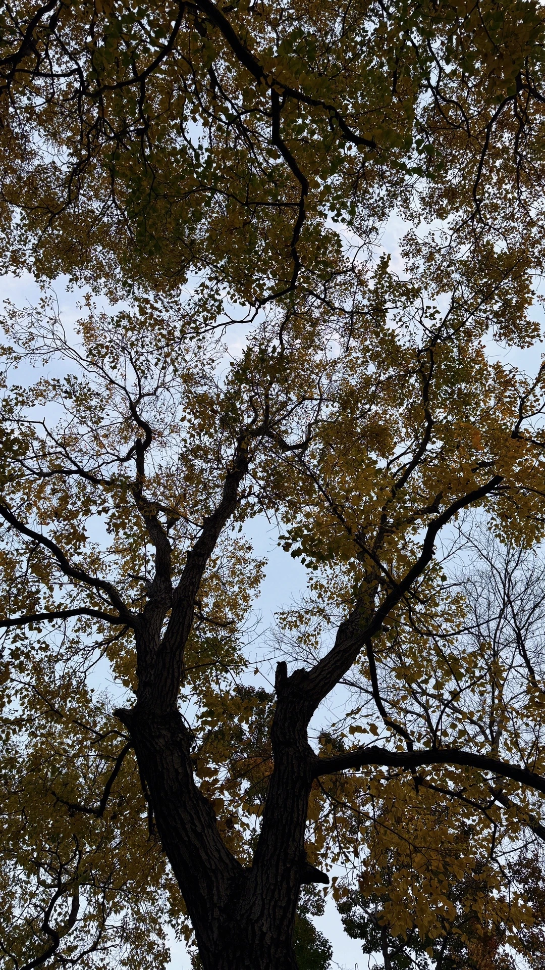 邯郸｜ 秋天的银杏树