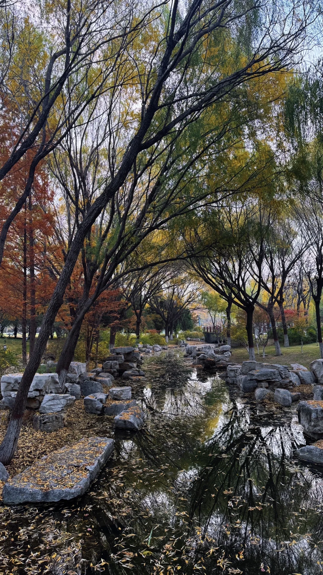 邯郸｜ 秋天的银杏树