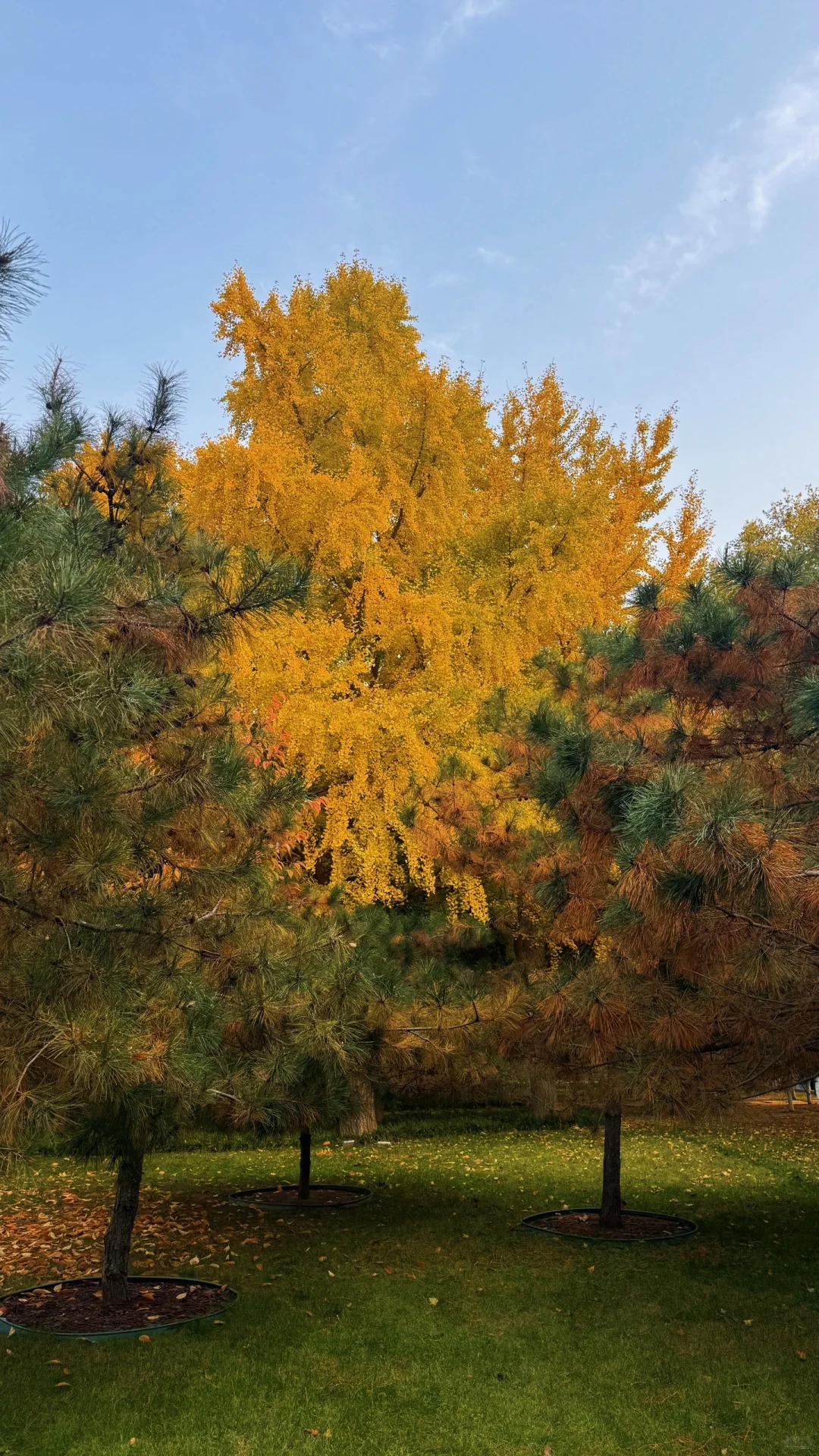 邯郸｜ 秋天的银杏树