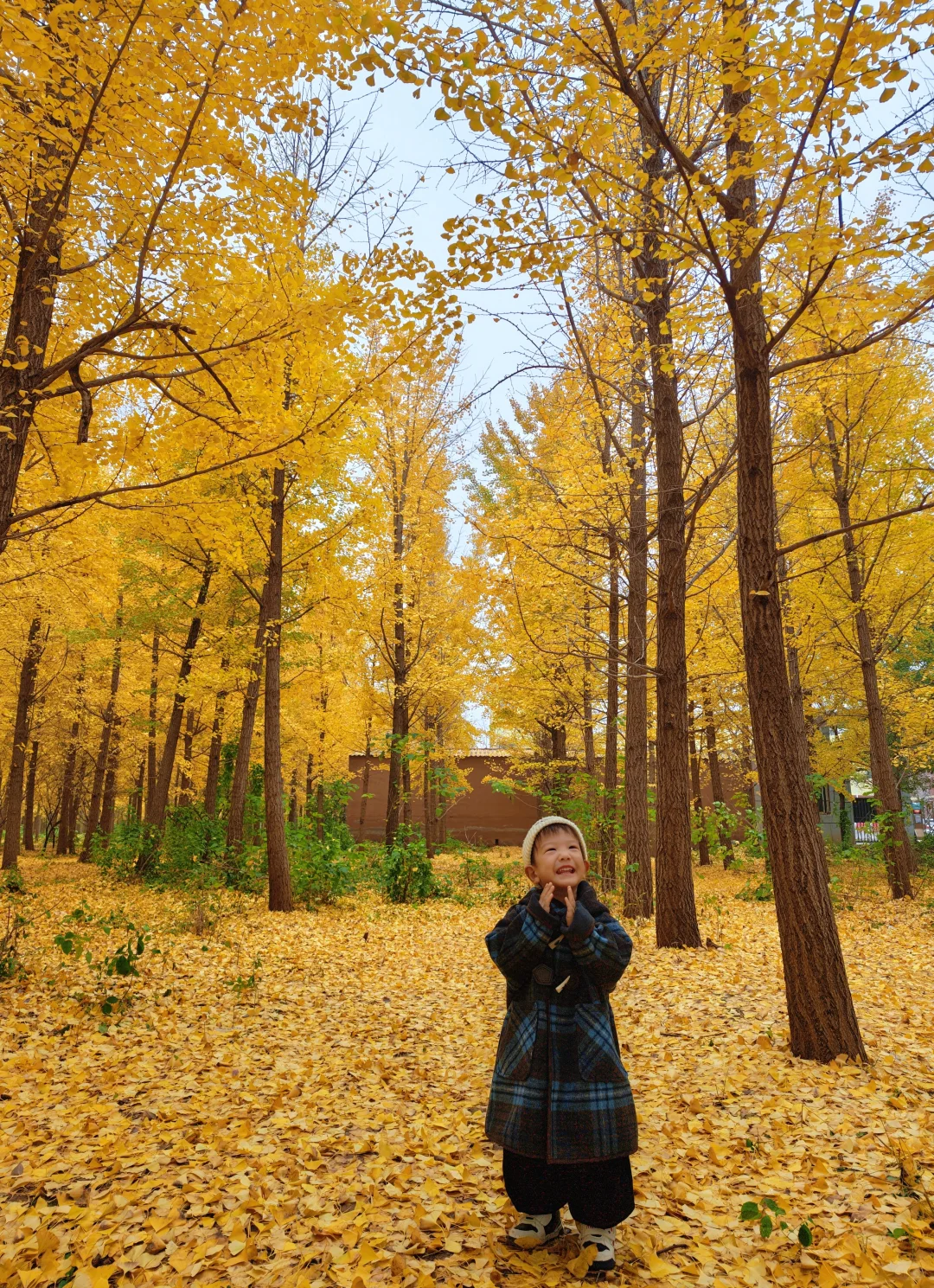 不要再去丛台公园银杏林人挤人了