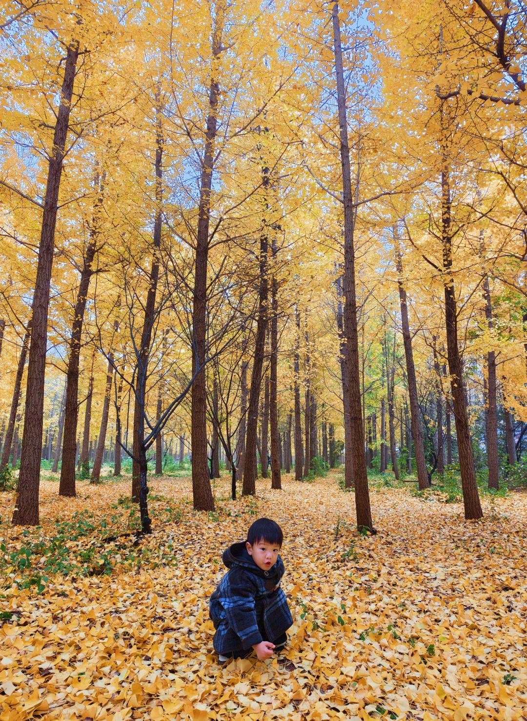 不要再去丛台公园银杏林人挤人了