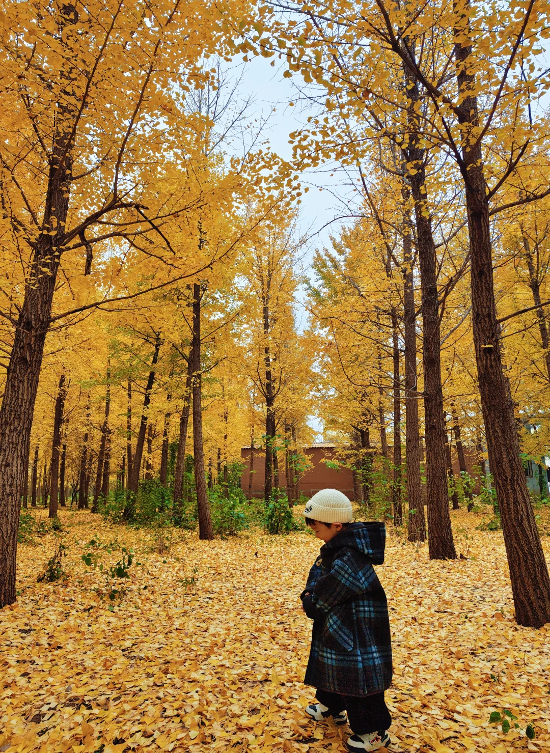 不要再去丛台公园银杏林人挤人了