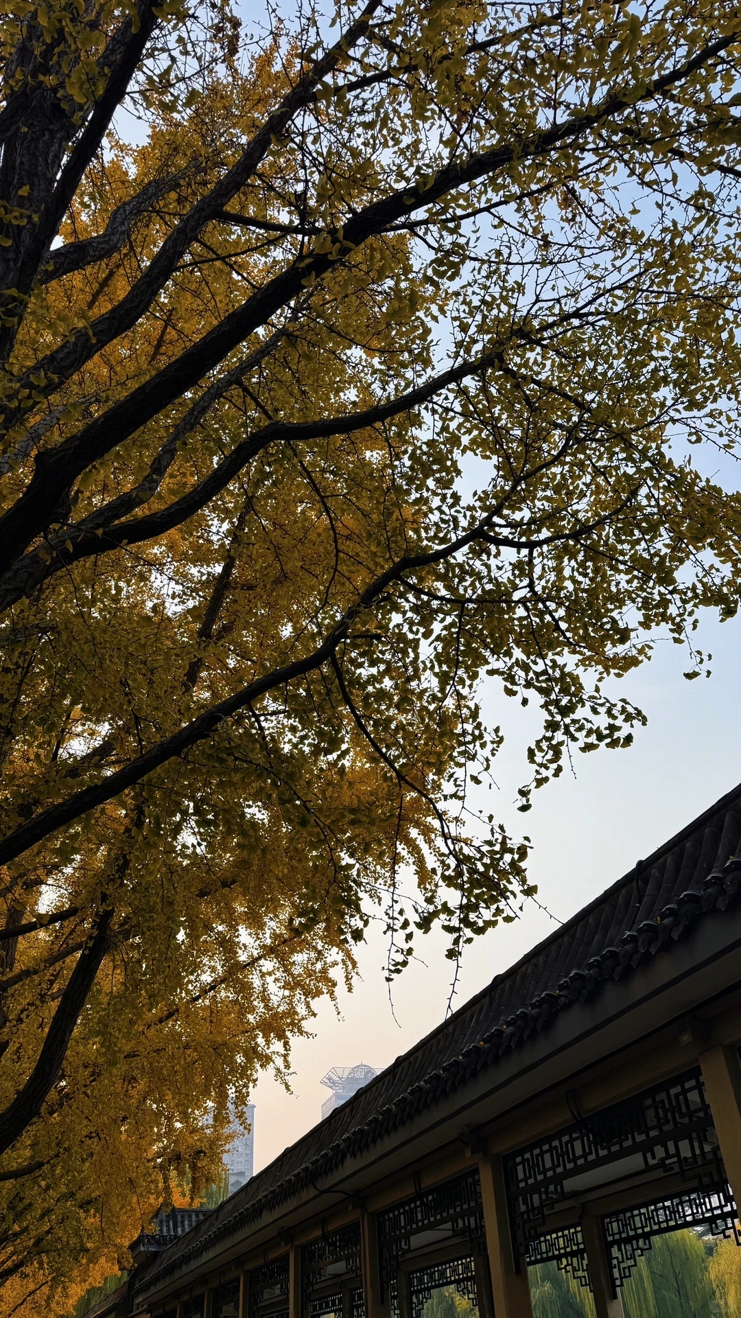 邯郸｜ 秋天的银杏树