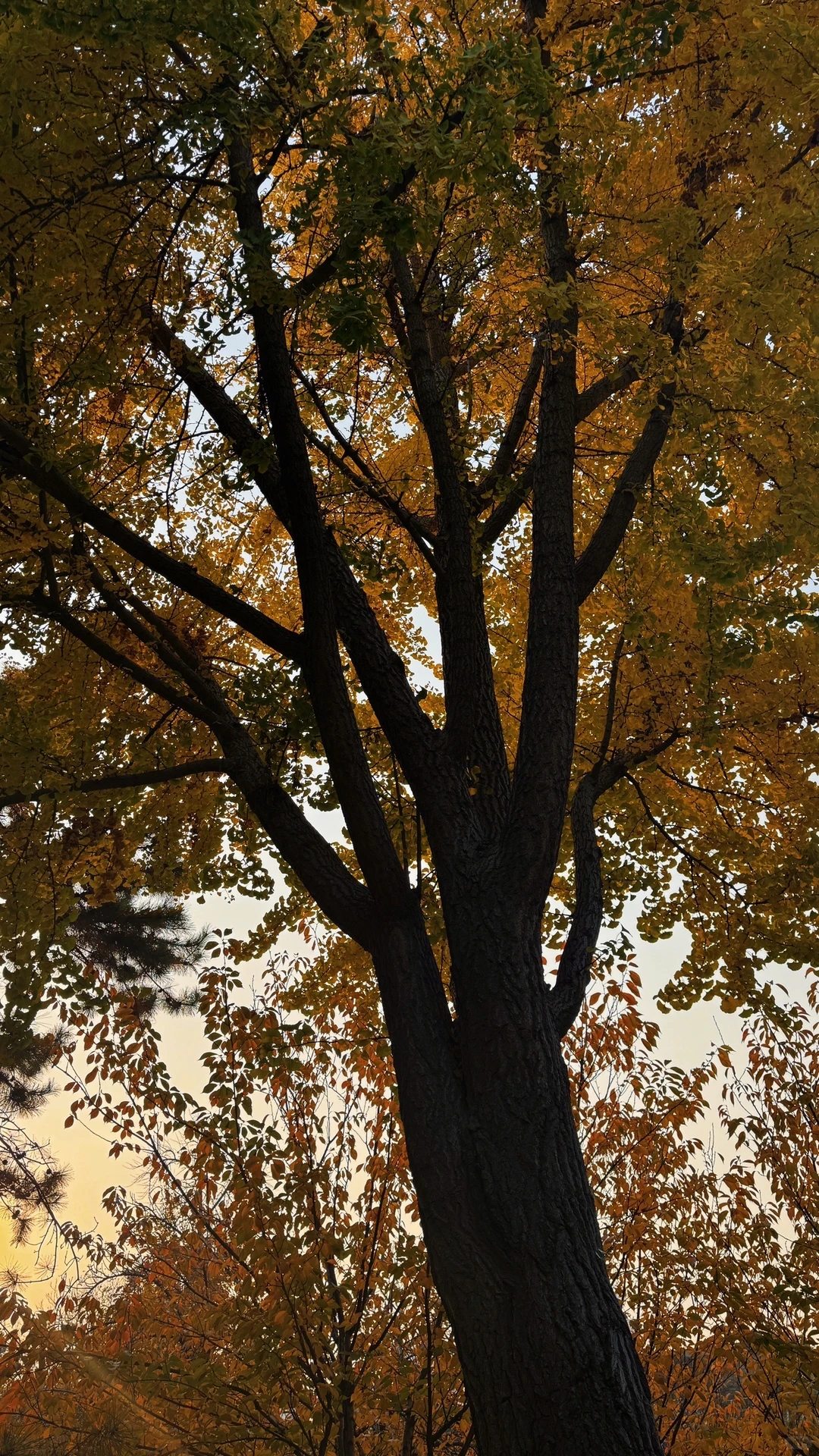 邯郸｜ 秋天的银杏树