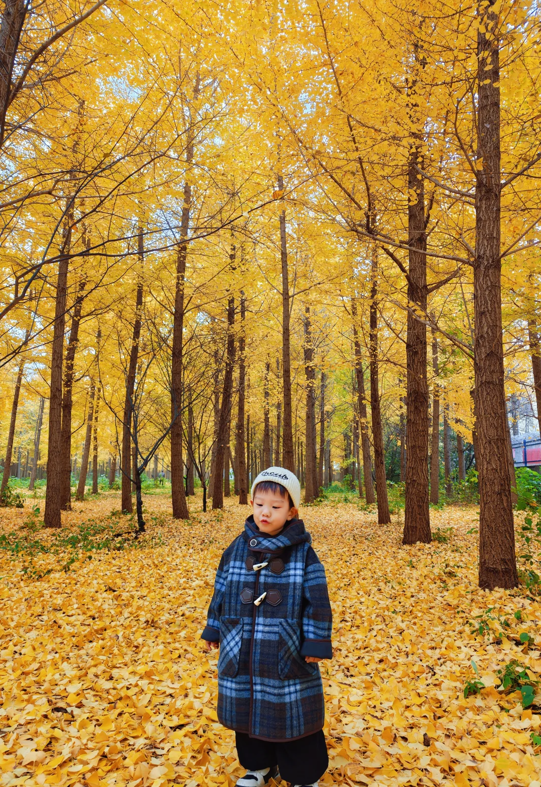不要再去丛台公园银杏林人挤人了