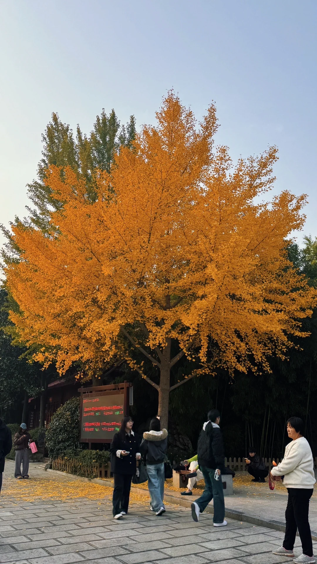 邯郸｜ 秋天的银杏树