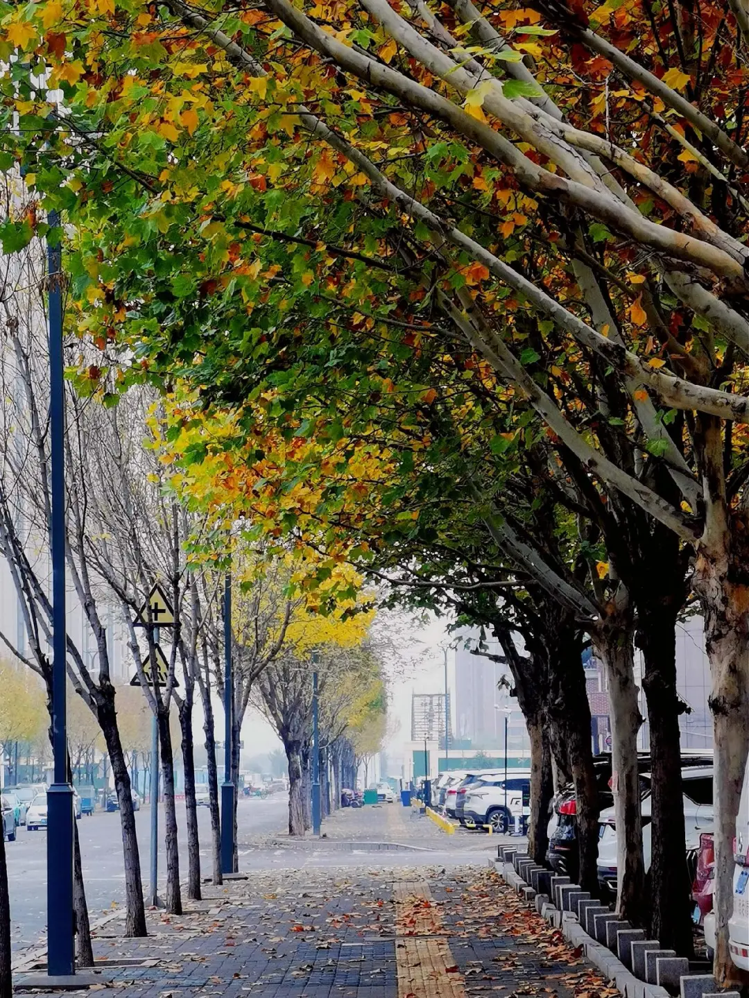 偶遇梵高—在邯郸落叶街头漫步