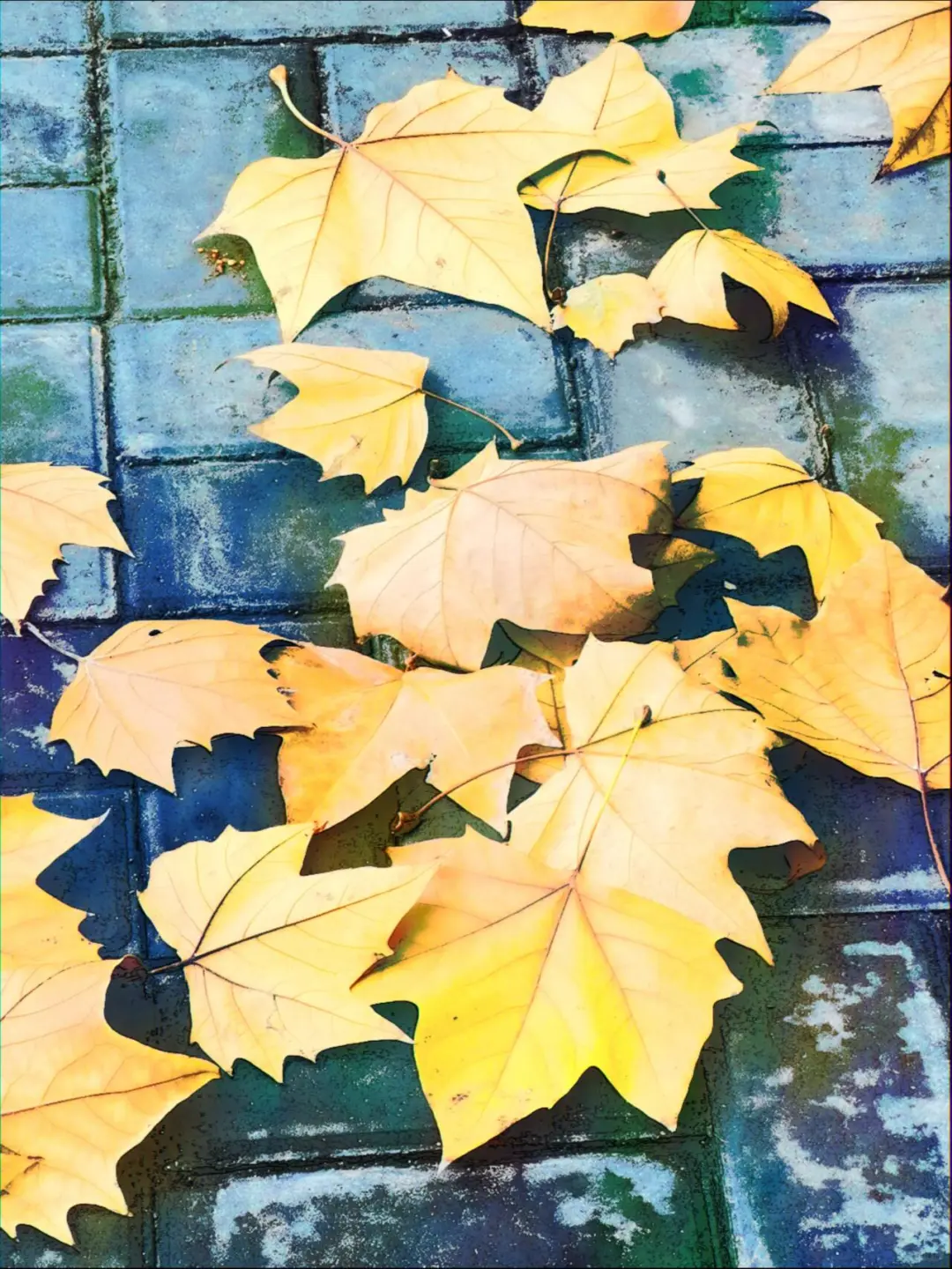 偶遇梵高—在邯郸落叶街头漫步