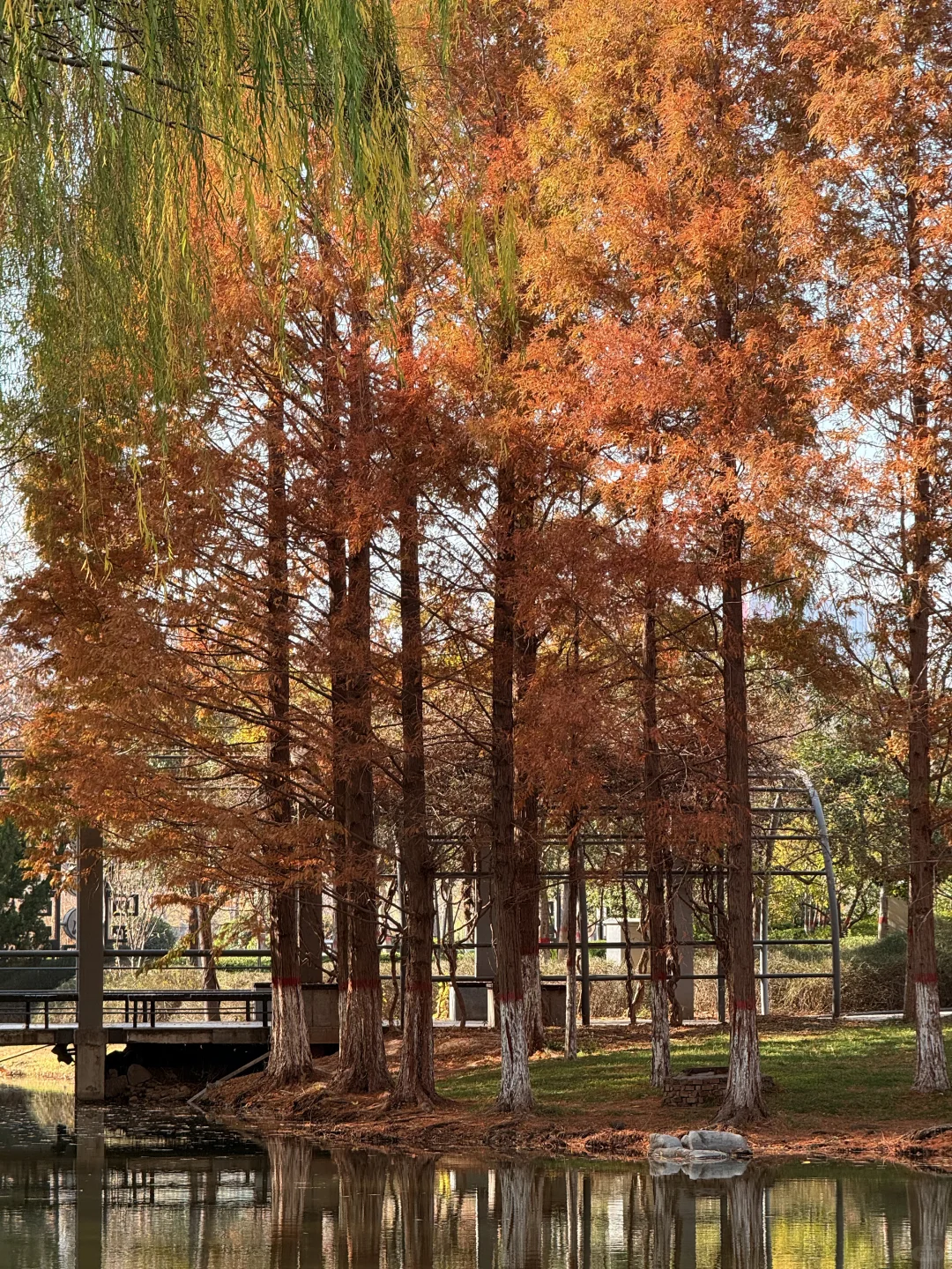 📍邯郸 . 龙湖公园