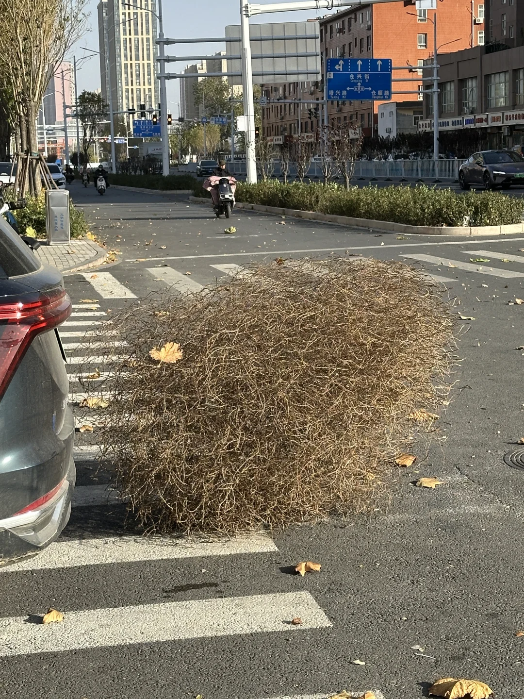 不是！石家庄这啥啊？？