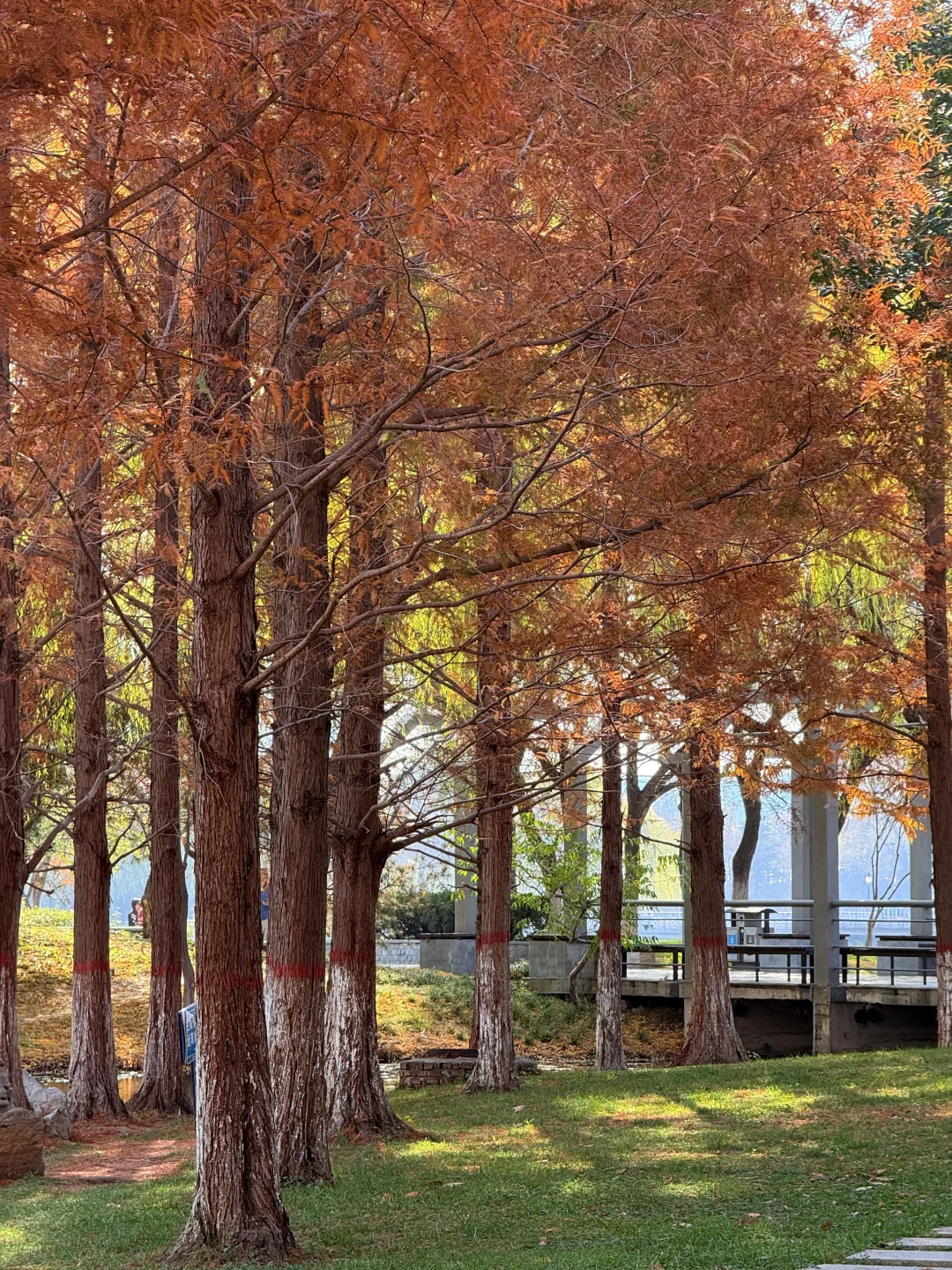 📍邯郸 . 龙湖公园