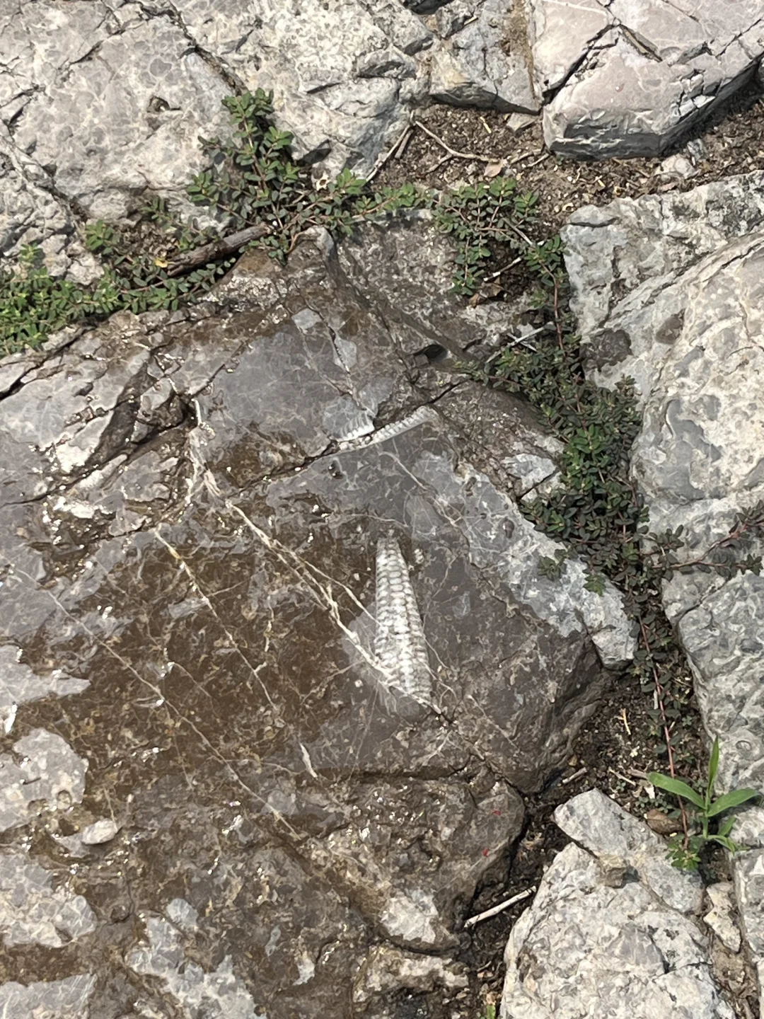 永年广府甘露寺&弘济桥