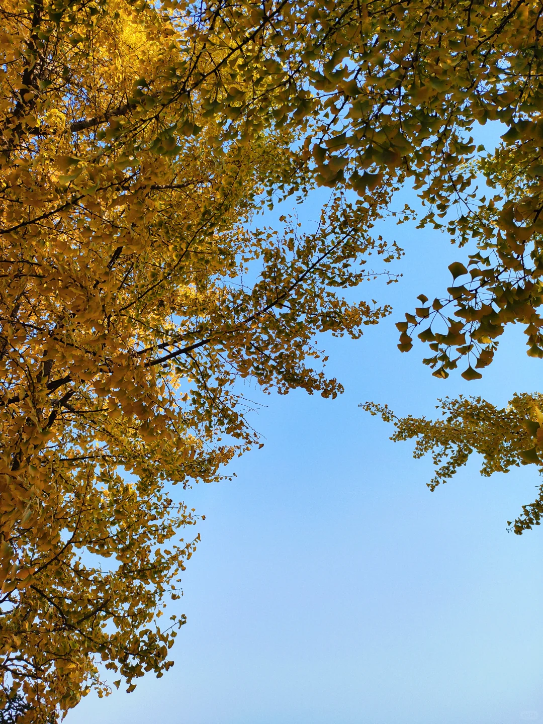 邢台｜这个不花钱的公园也太好拍了！