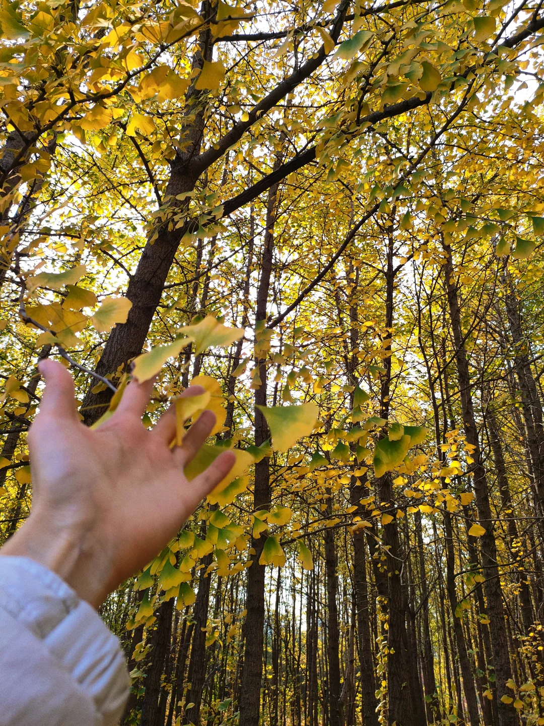 邢台｜这个不花钱的公园也太好拍了！