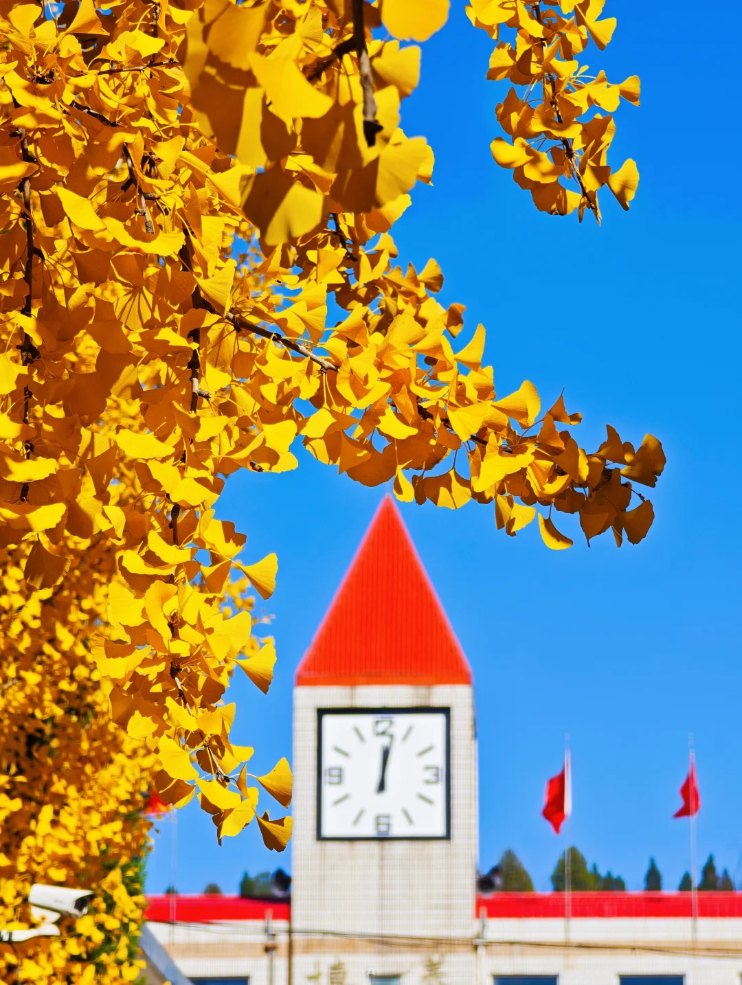 绝美的邢台沙河栾卸银杏林