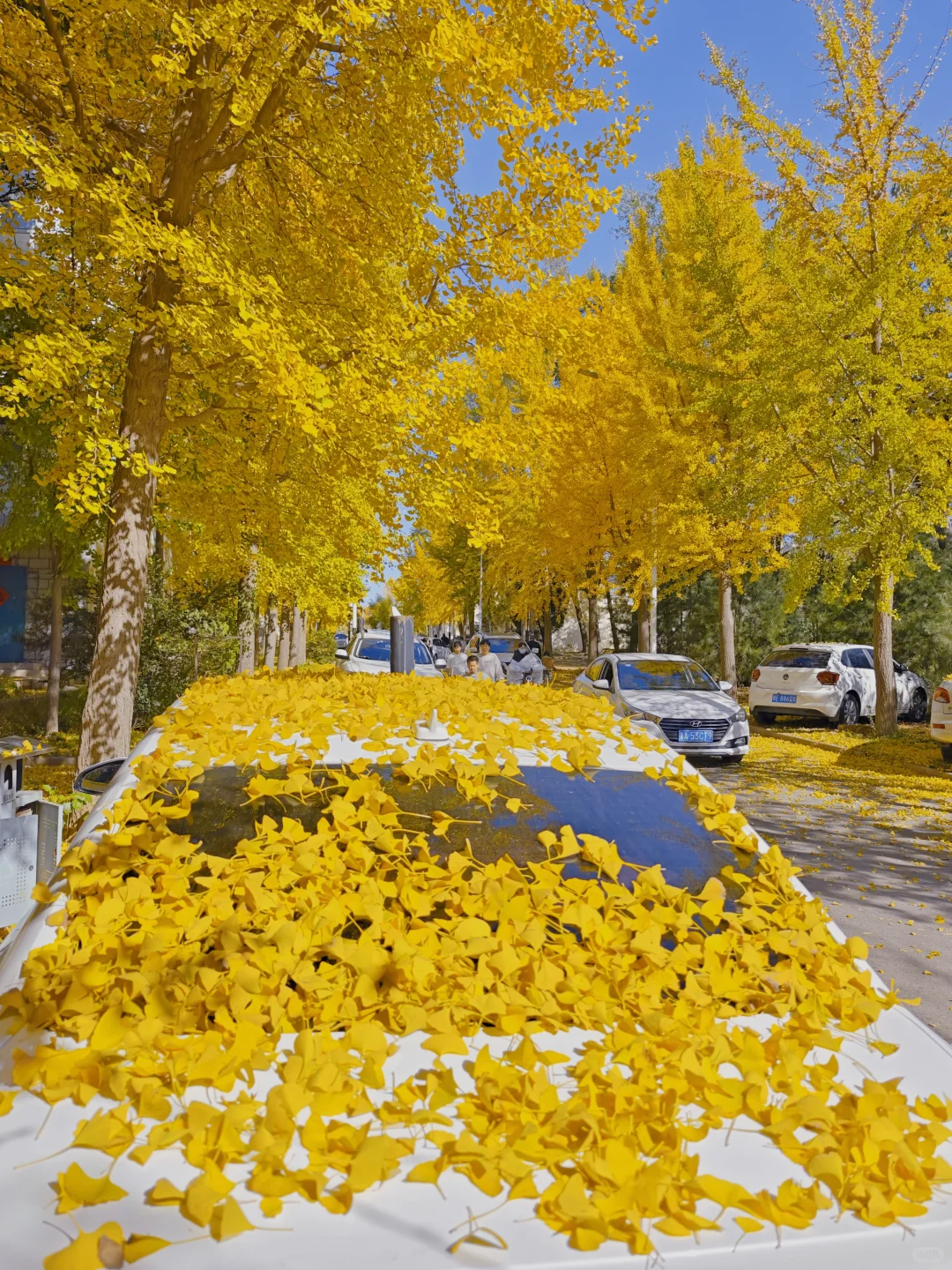 绝美的邢台沙河栾卸银杏林