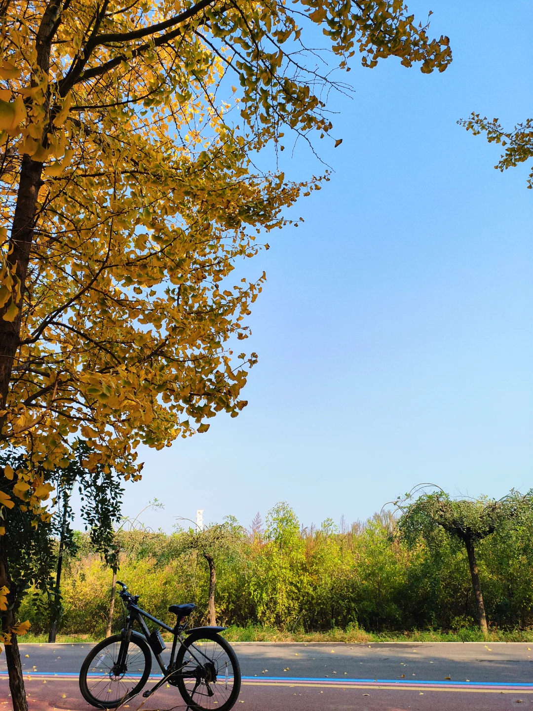 邢台｜这个不花钱的公园也太好拍了！