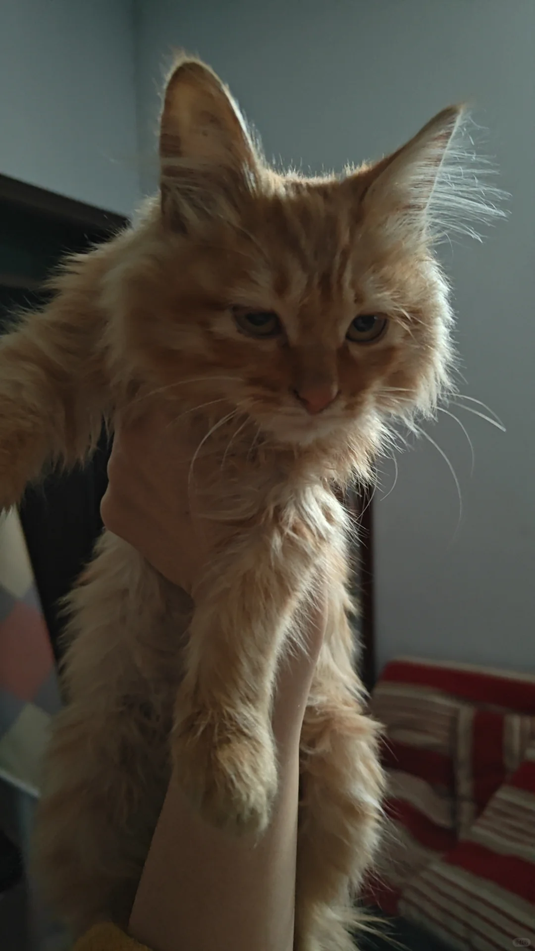 邢台沙河有没有人想领养小猫咪