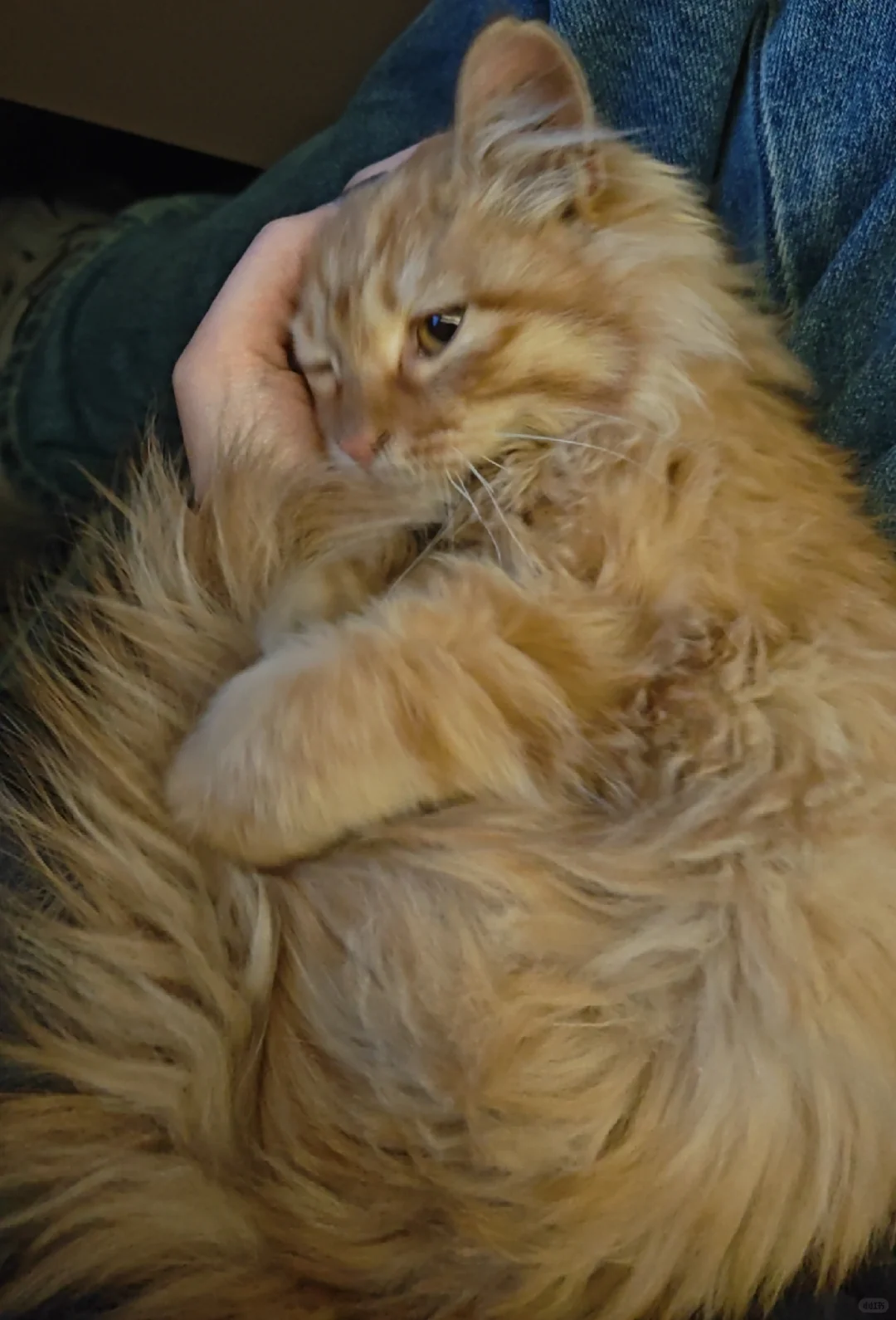 邢台沙河有没有人想领养小猫咪