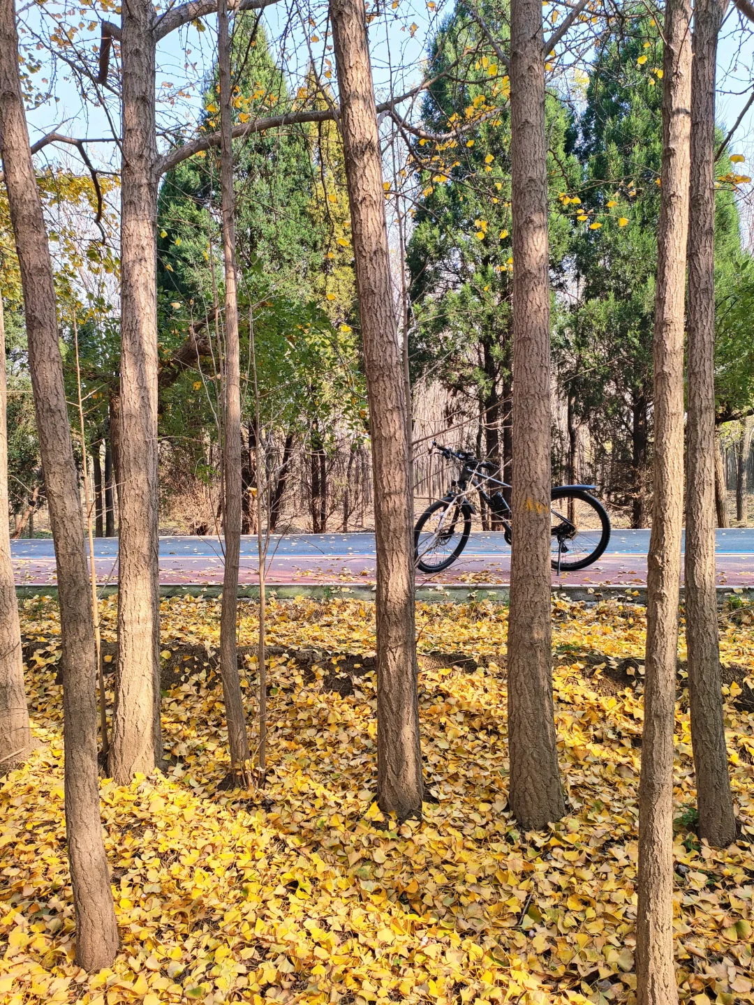 邢台｜这个不花钱的公园也太好拍了！