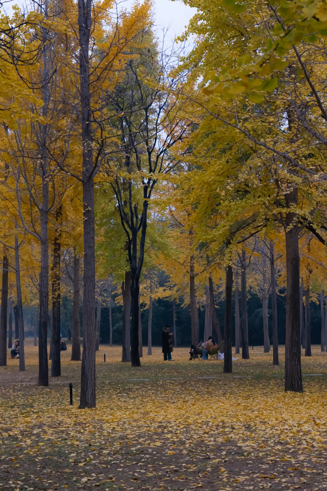 我刚知道...原来邢襄生态园就是森林公园