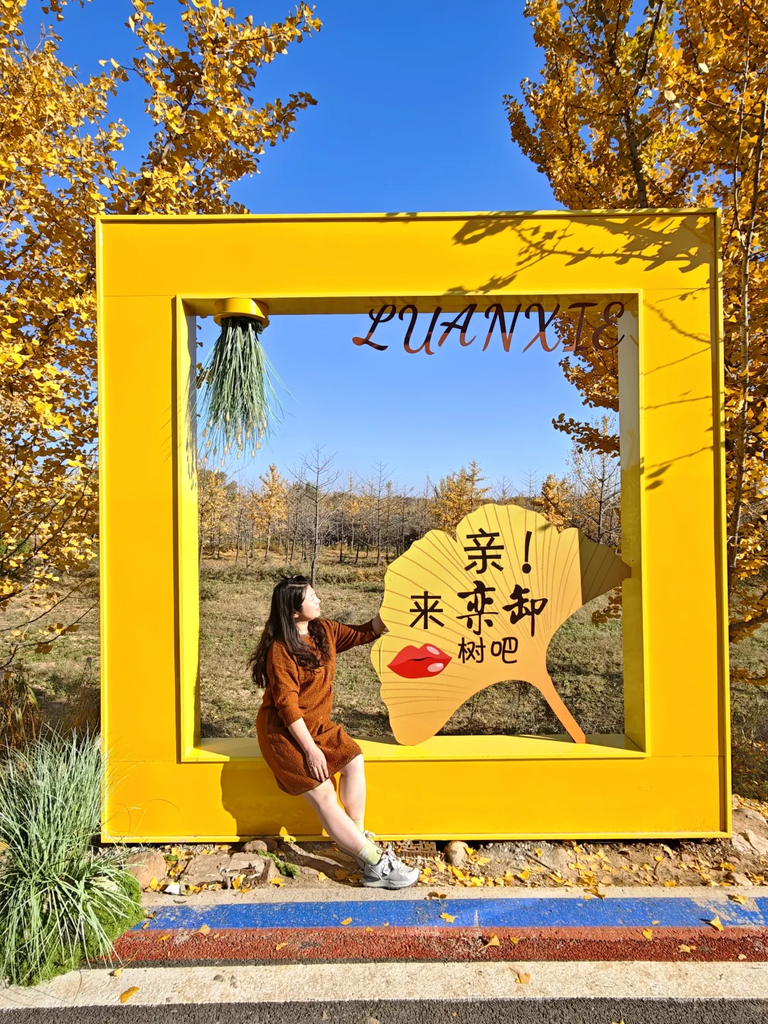 绝美的邢台沙河栾卸银杏林