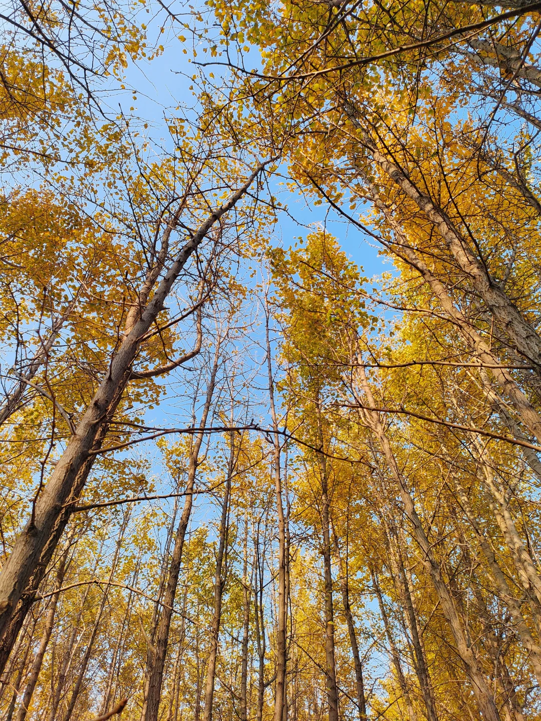 邢台｜这个不花钱的公园也太好拍了！