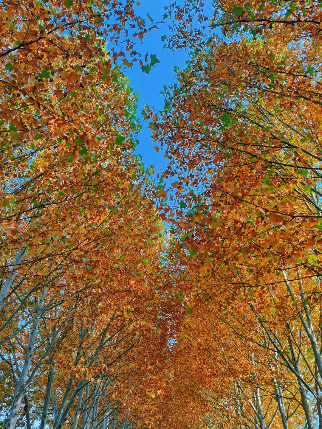 邢台｜这个不花钱的公园也太好拍了！