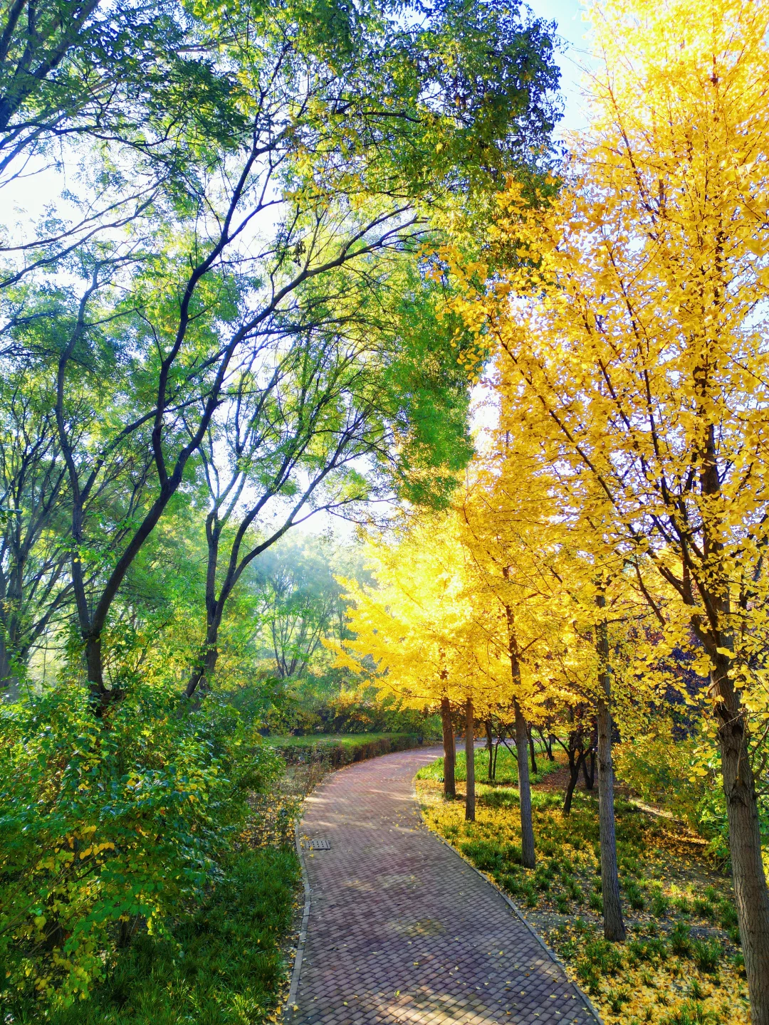 11月1日早晨，邢台城区的平流雾，恍若仙境