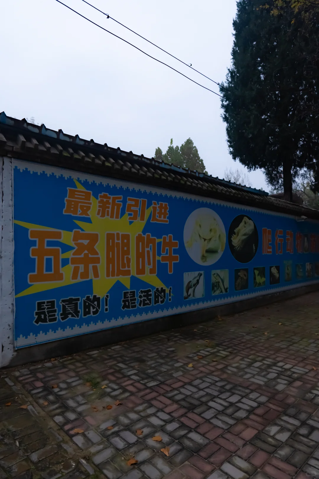 我刚知道...原来邢襄生态园就是森林公园