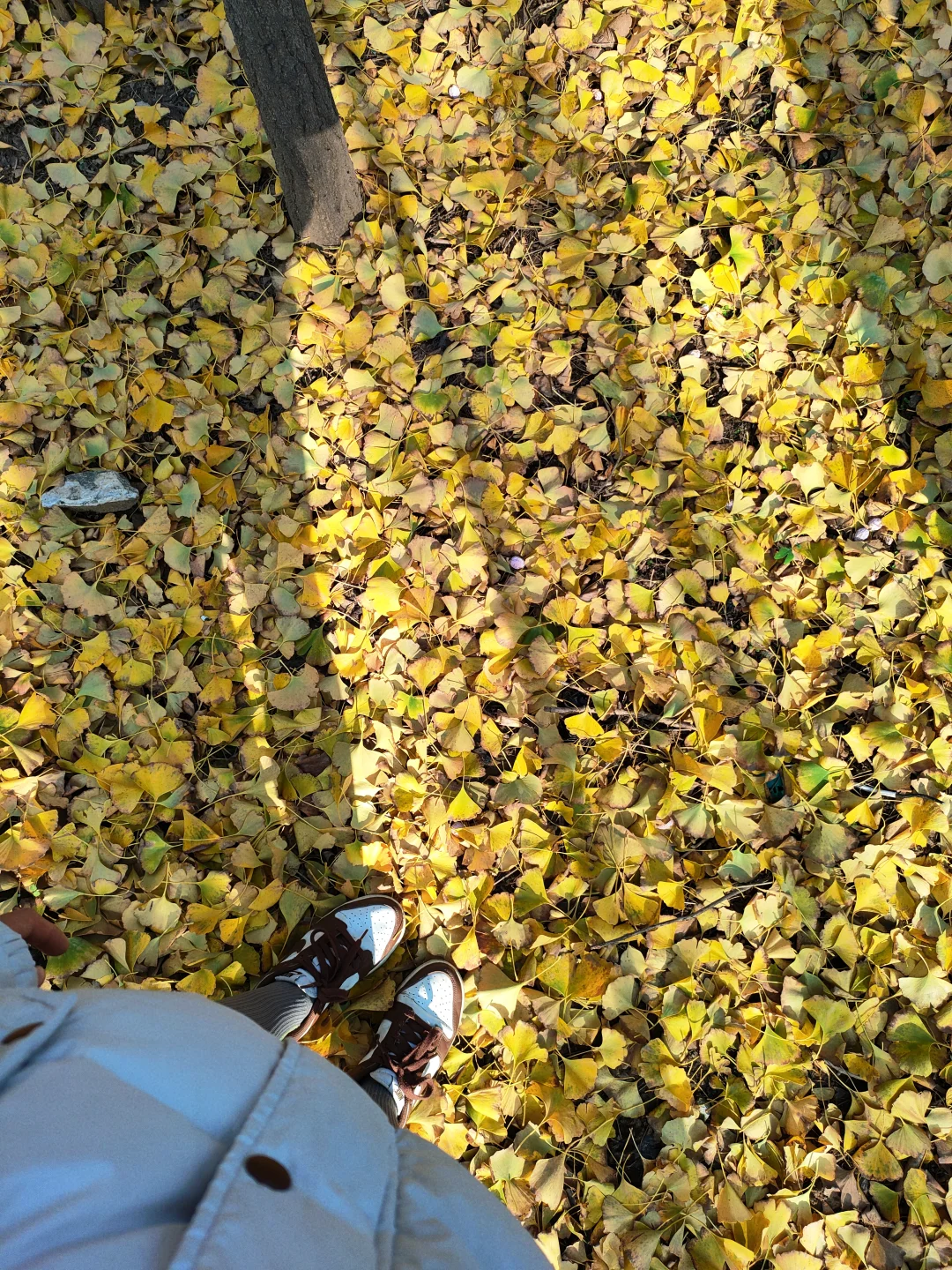 邢台｜这个不花钱的公园也太好拍了！