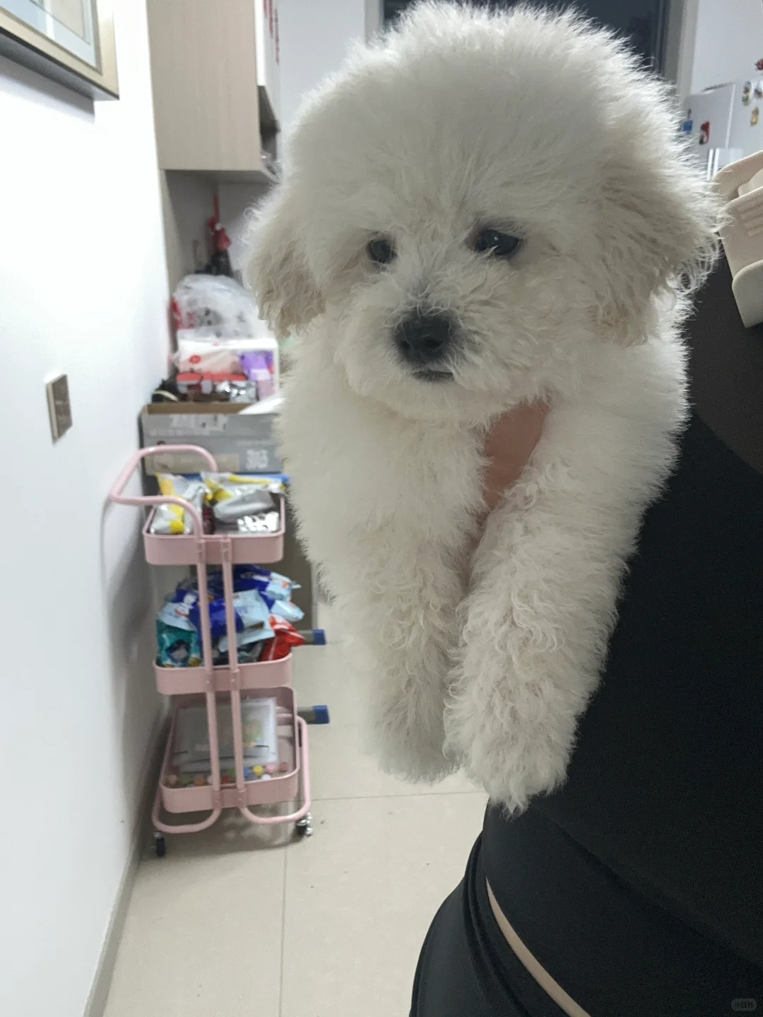 邢台小体比熊找新家～