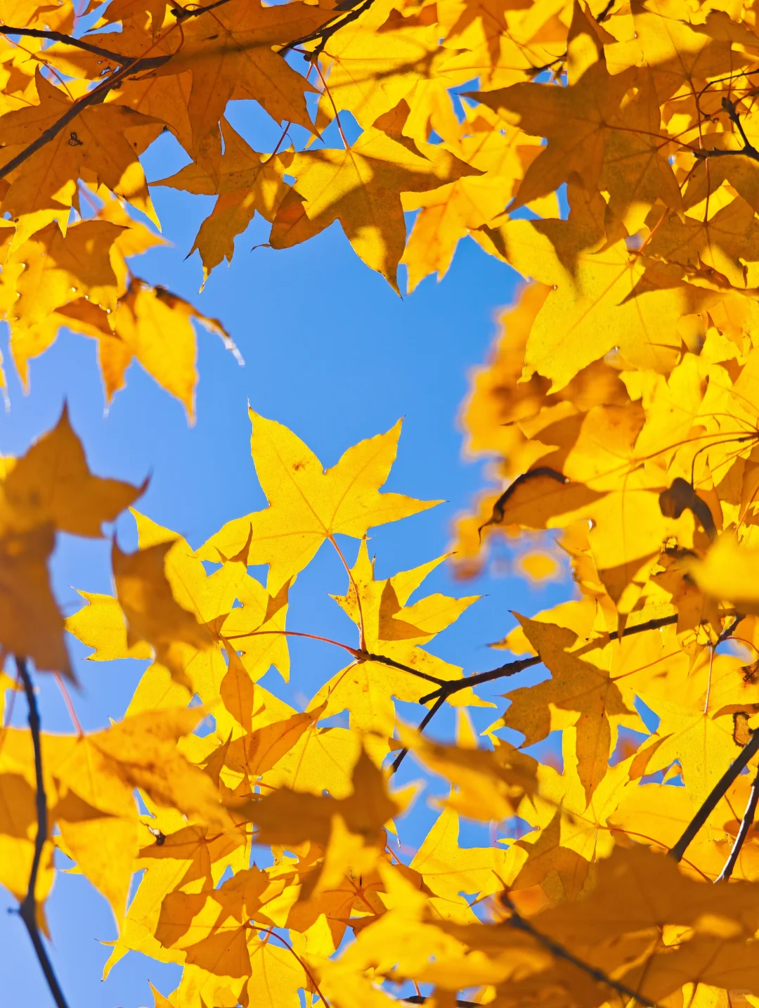 绝美的邢台沙河栾卸银杏林