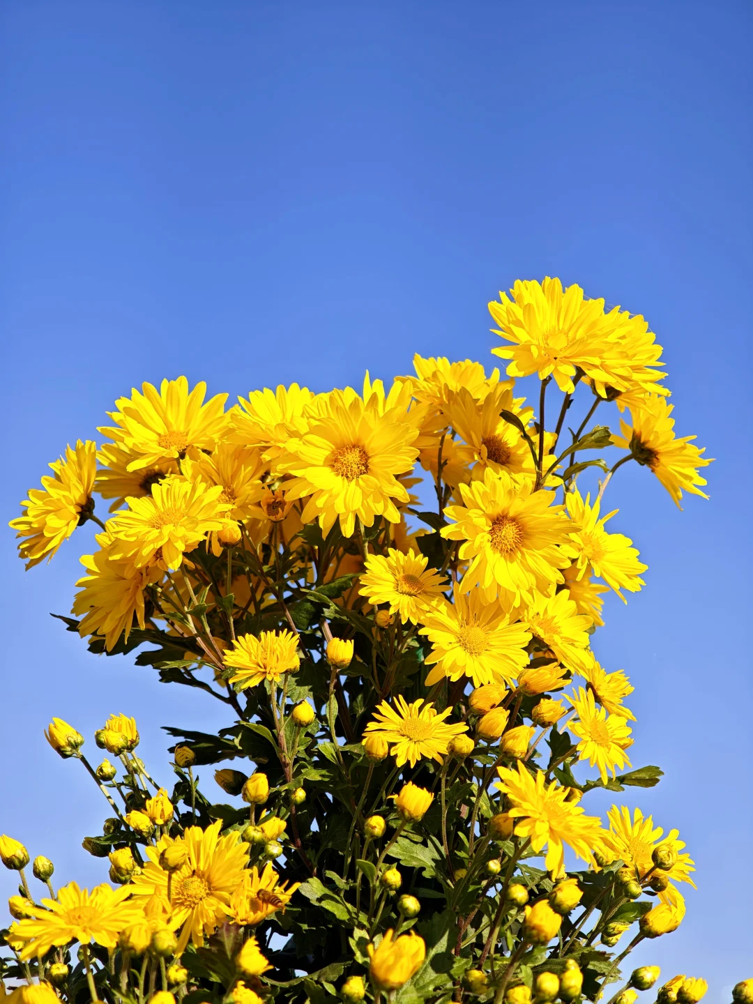 绝美的邢台沙河栾卸银杏林