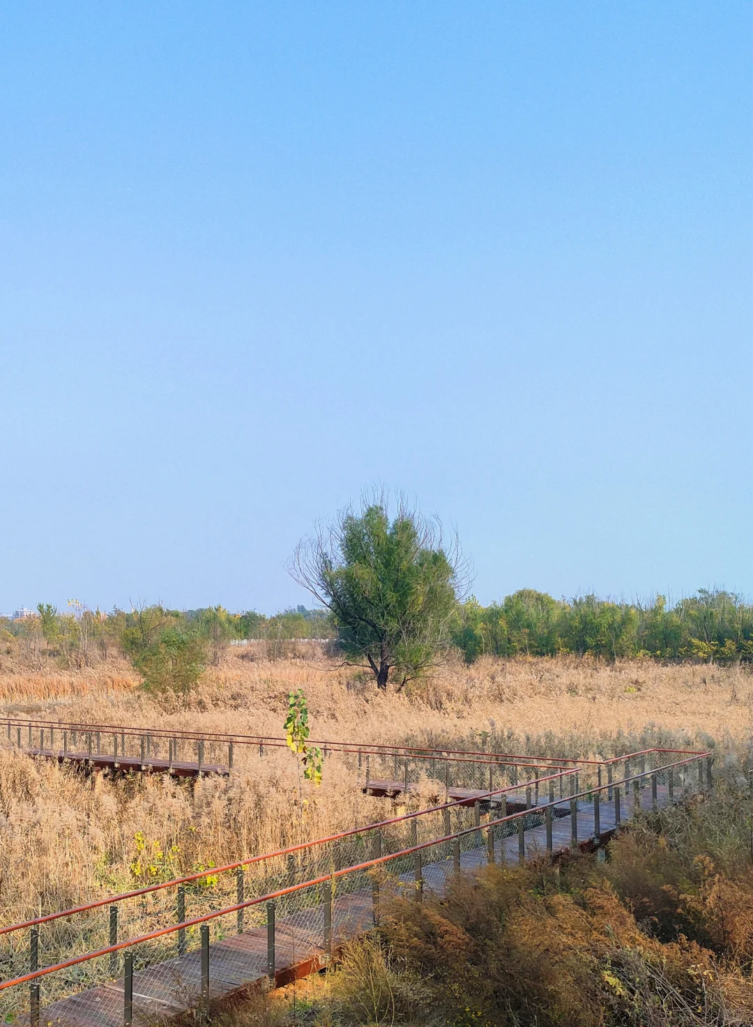 邢台｜这个不花钱的公园也太好拍了！