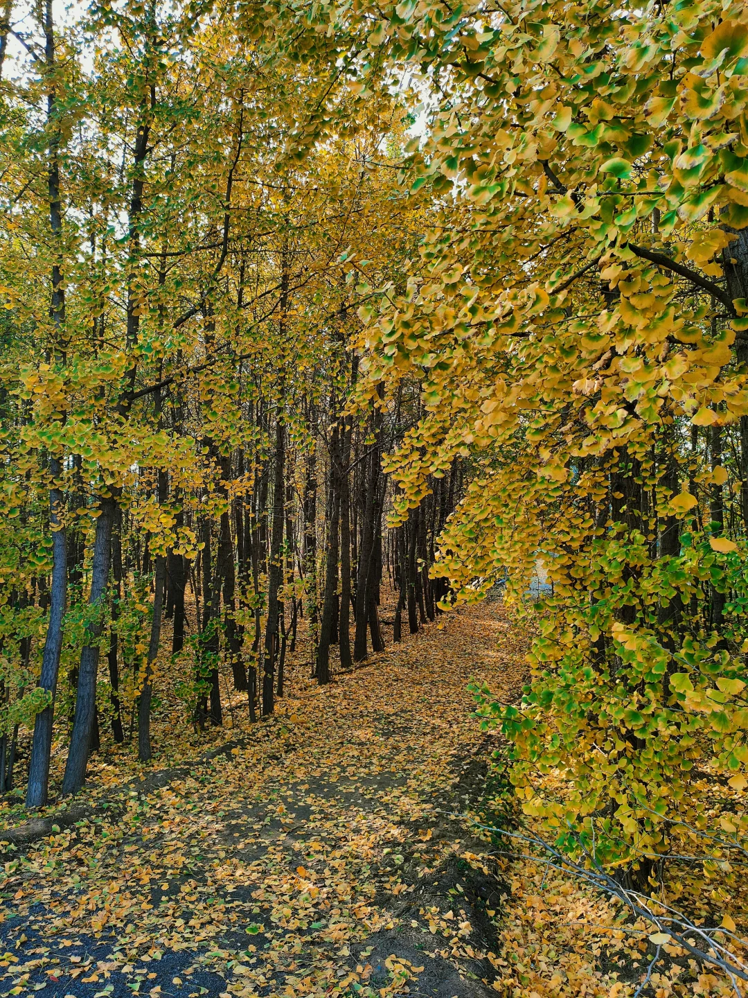 邢台｜这个不花钱的公园也太好拍了！