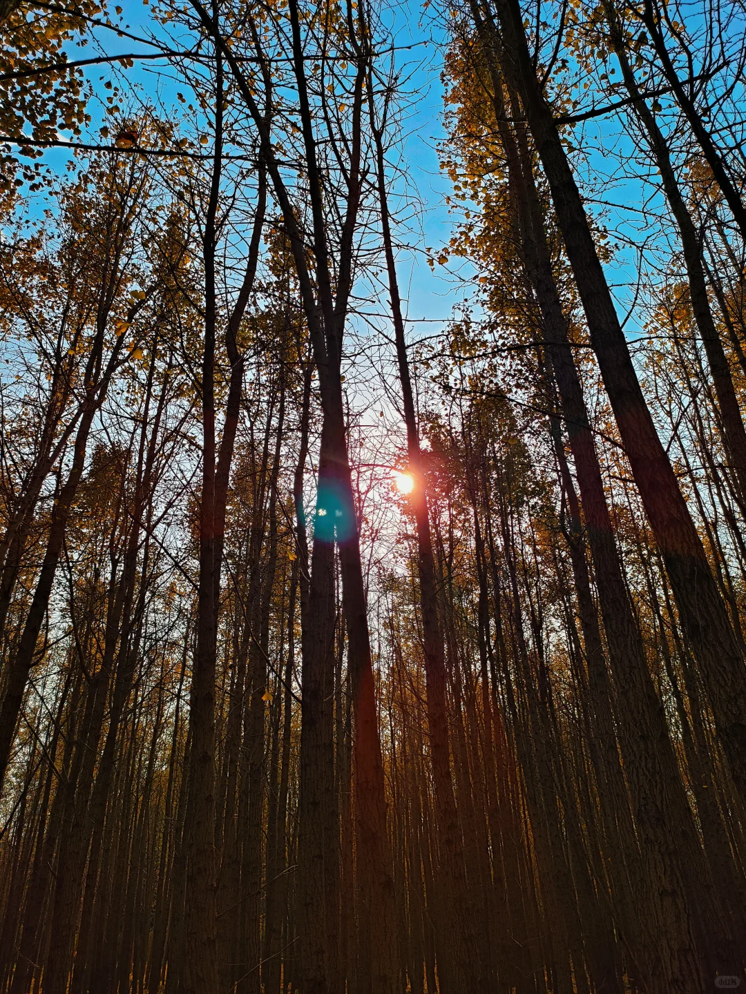 邢台｜这个不花钱的公园也太好拍了！