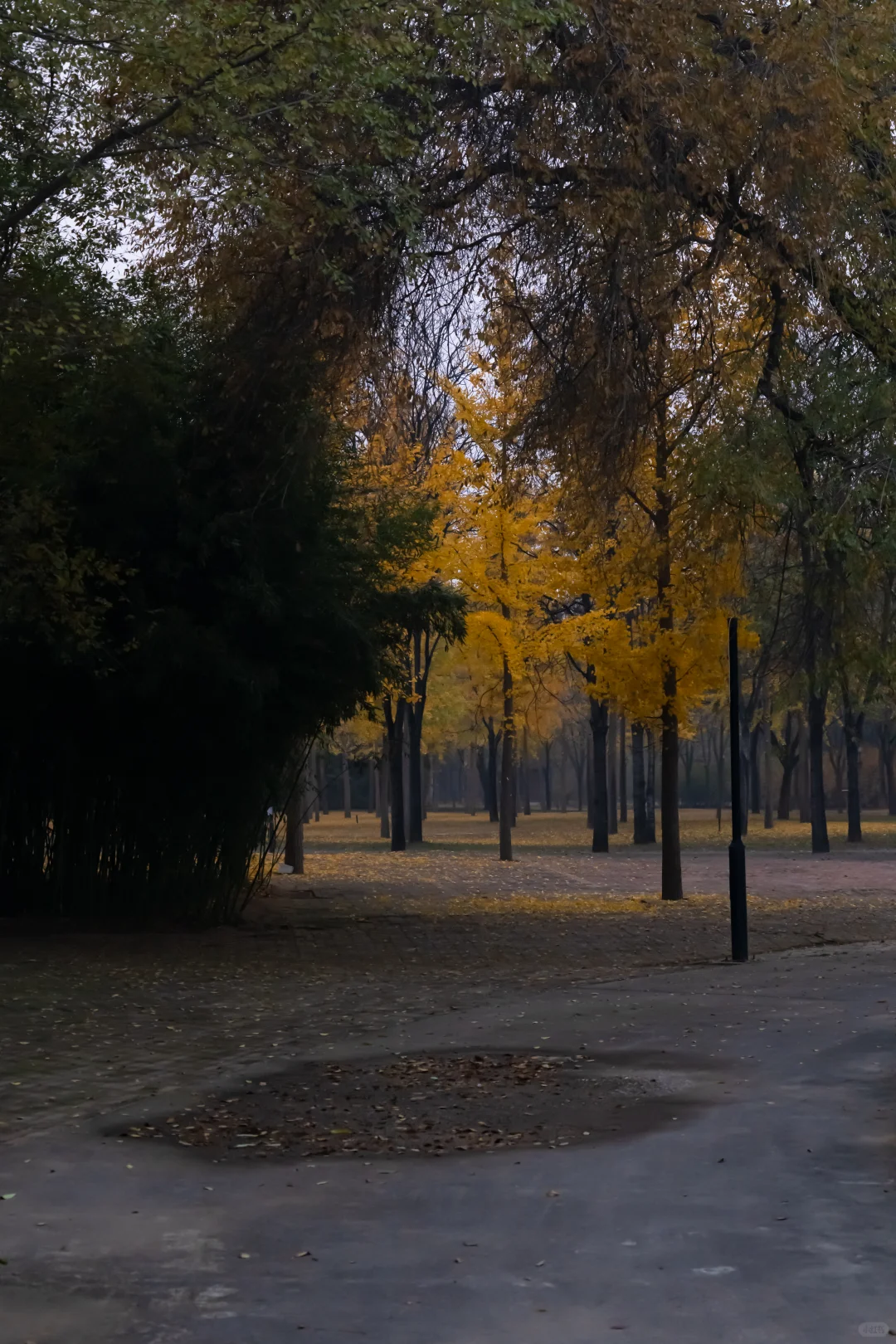 我刚知道...原来邢襄生态园就是森林公园