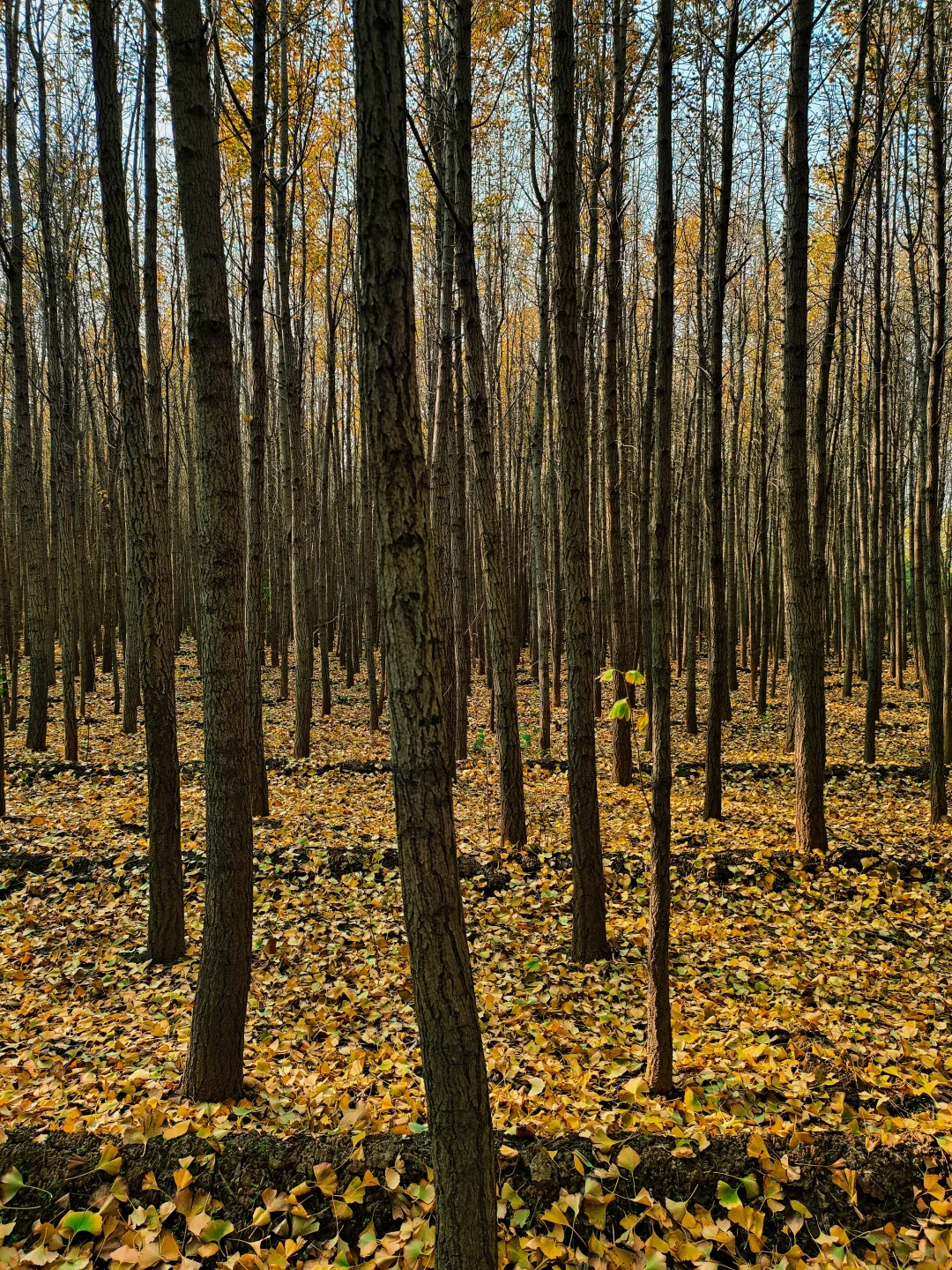 邢台｜这个不花钱的公园也太好拍了！