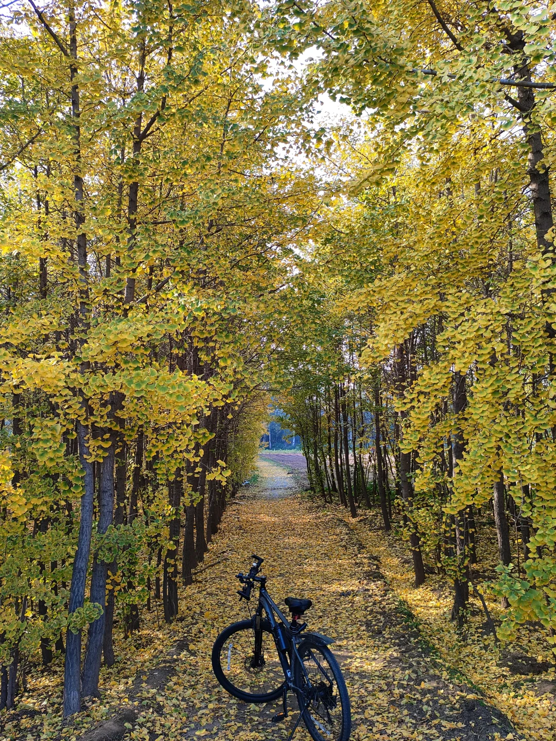 邢台｜这个不花钱的公园也太好拍了！