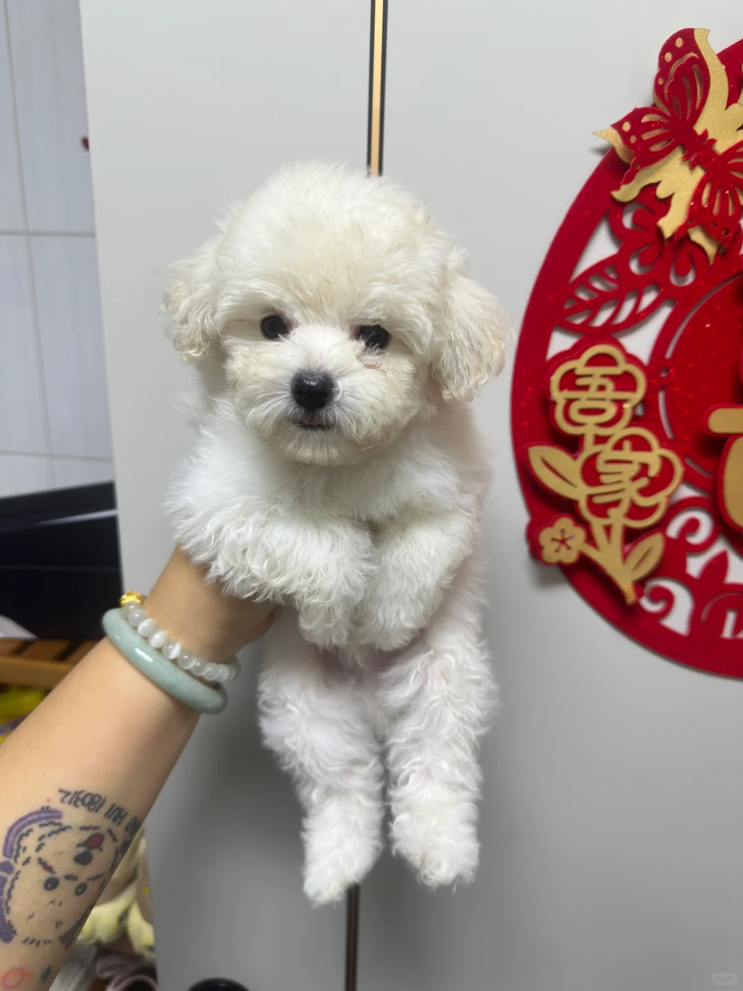 邢台小体比熊找新家～