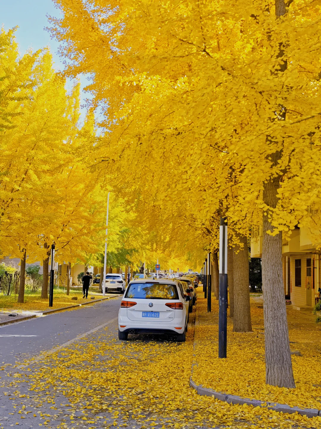 绝美的邢台沙河栾卸银杏林