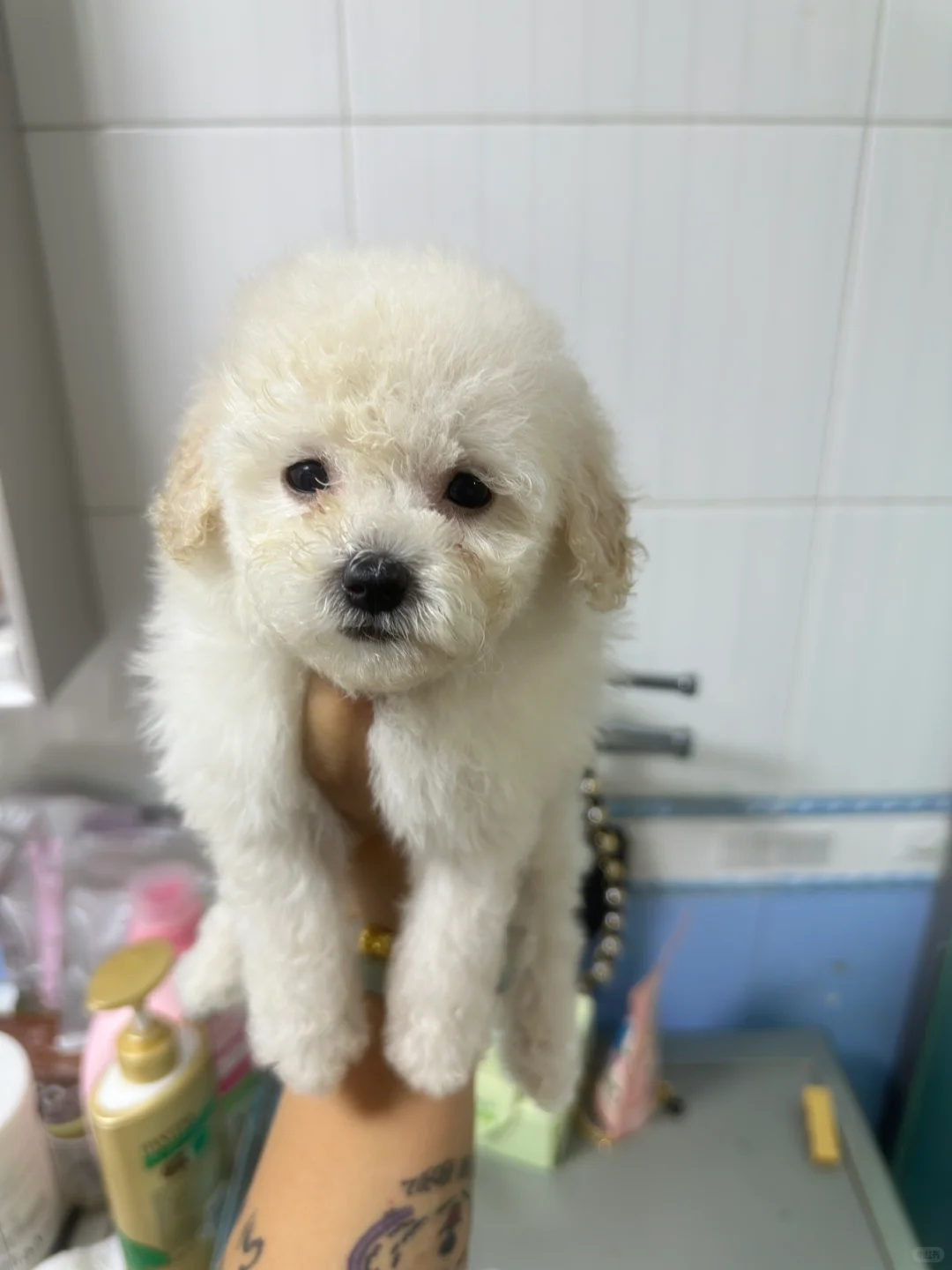 邢台小体比熊找新家～