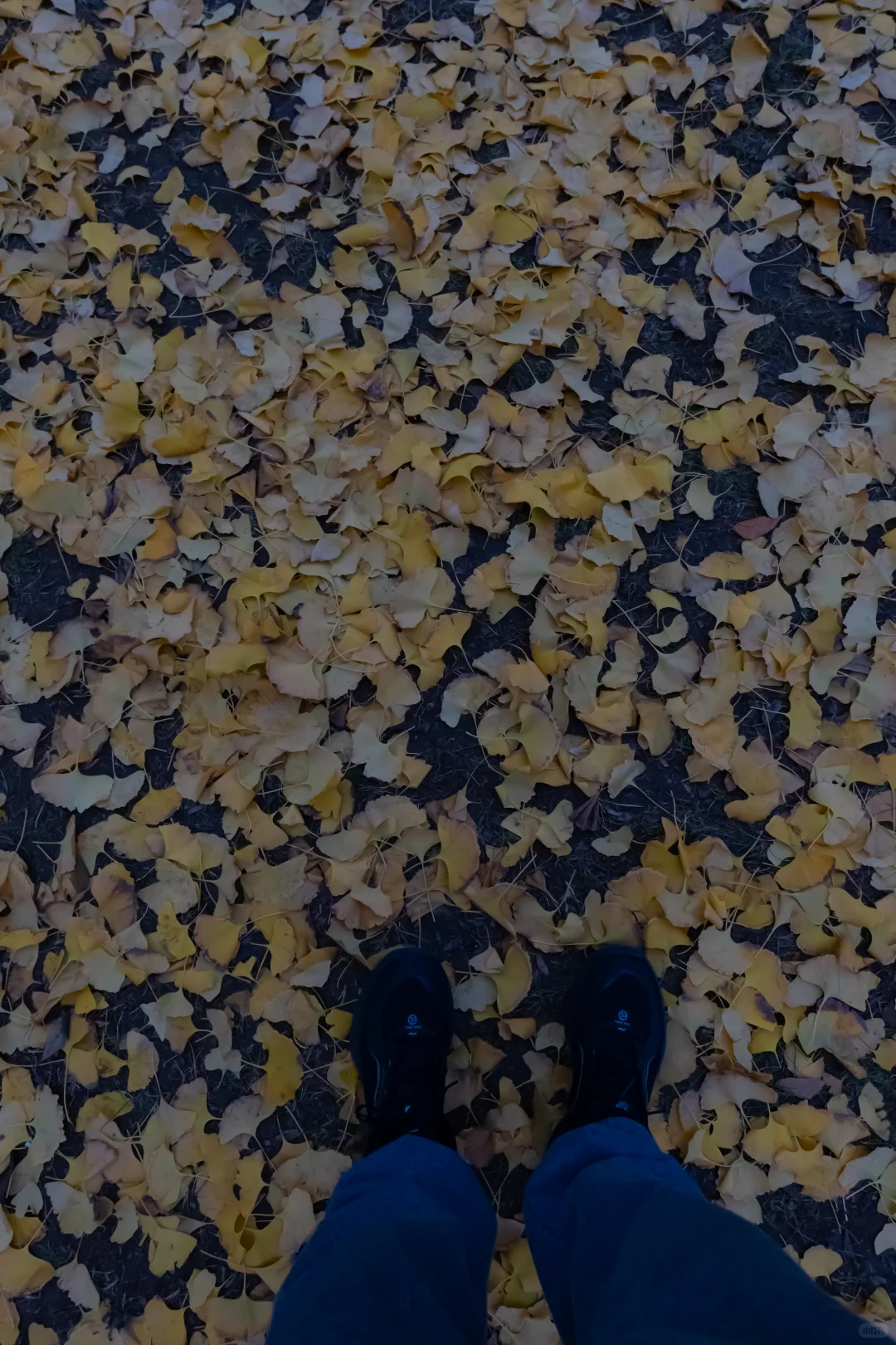 我刚知道...原来邢襄生态园就是森林公园