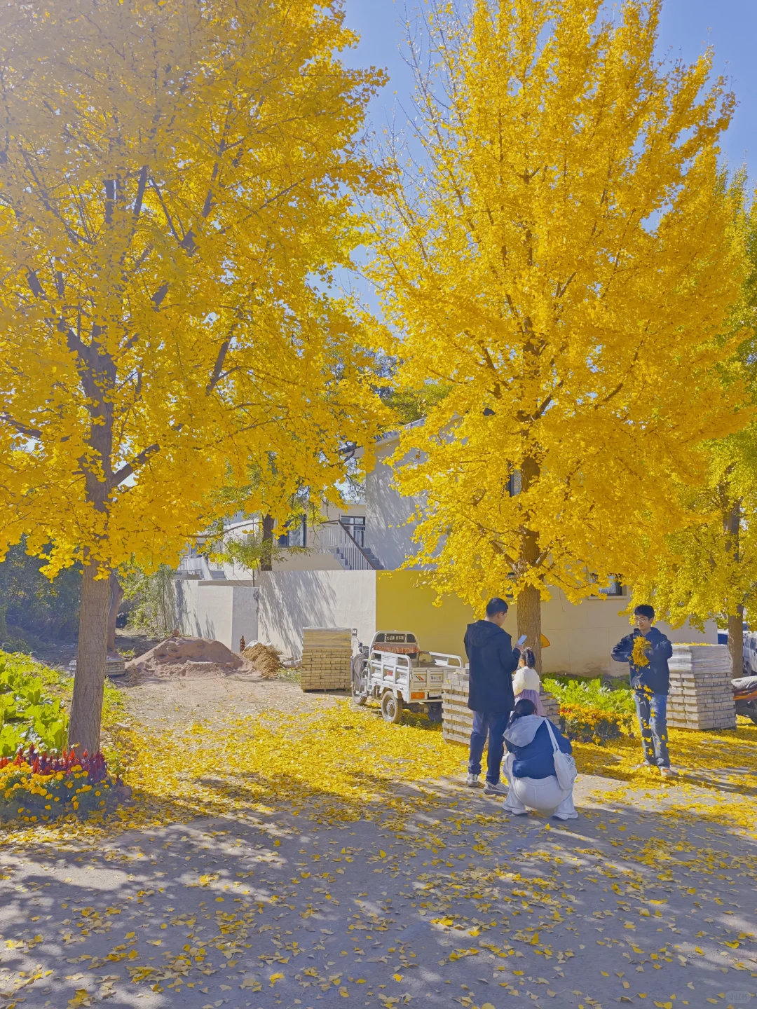 绝美的邢台沙河栾卸银杏林