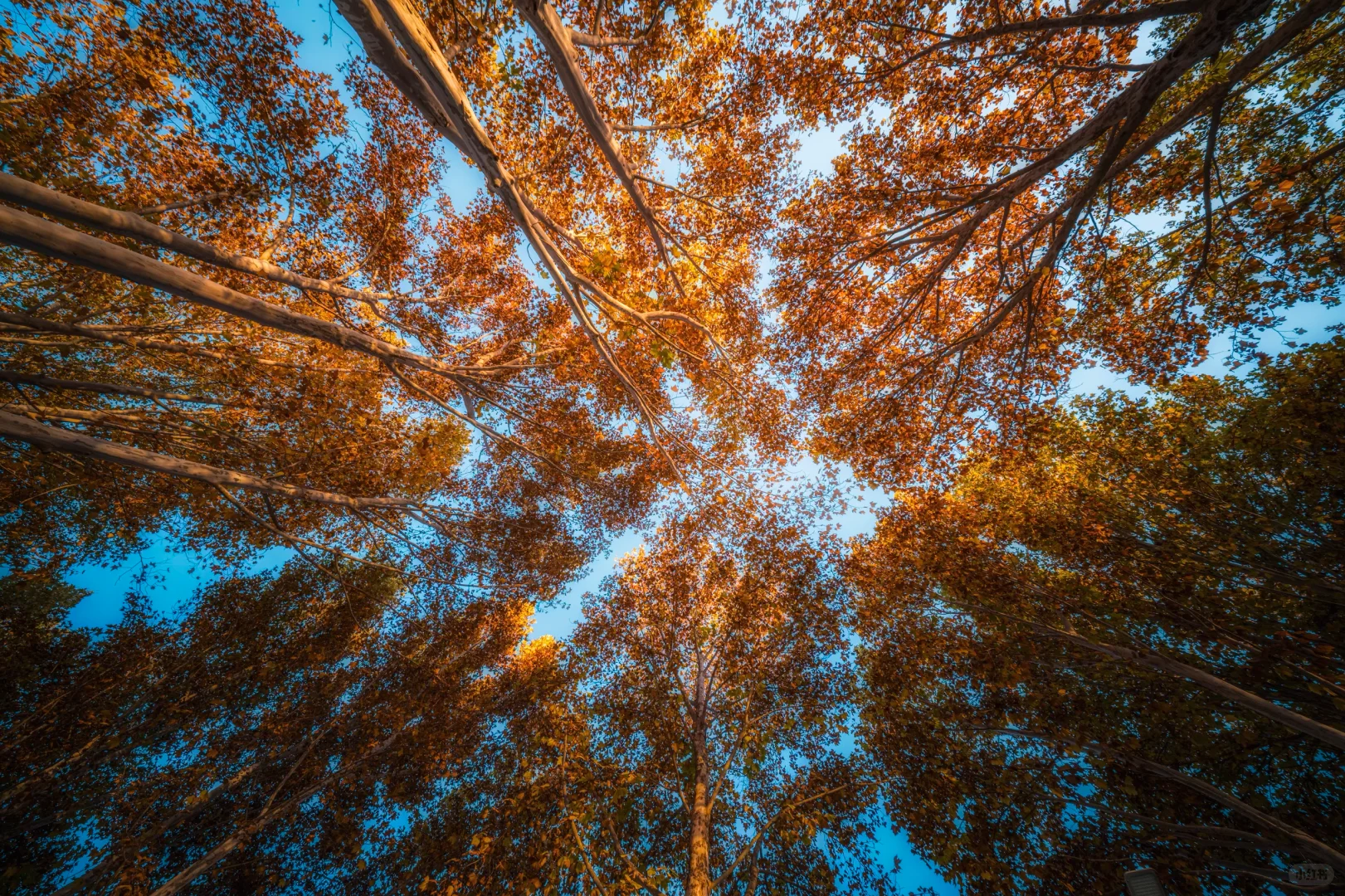 石家庄植物园的秋