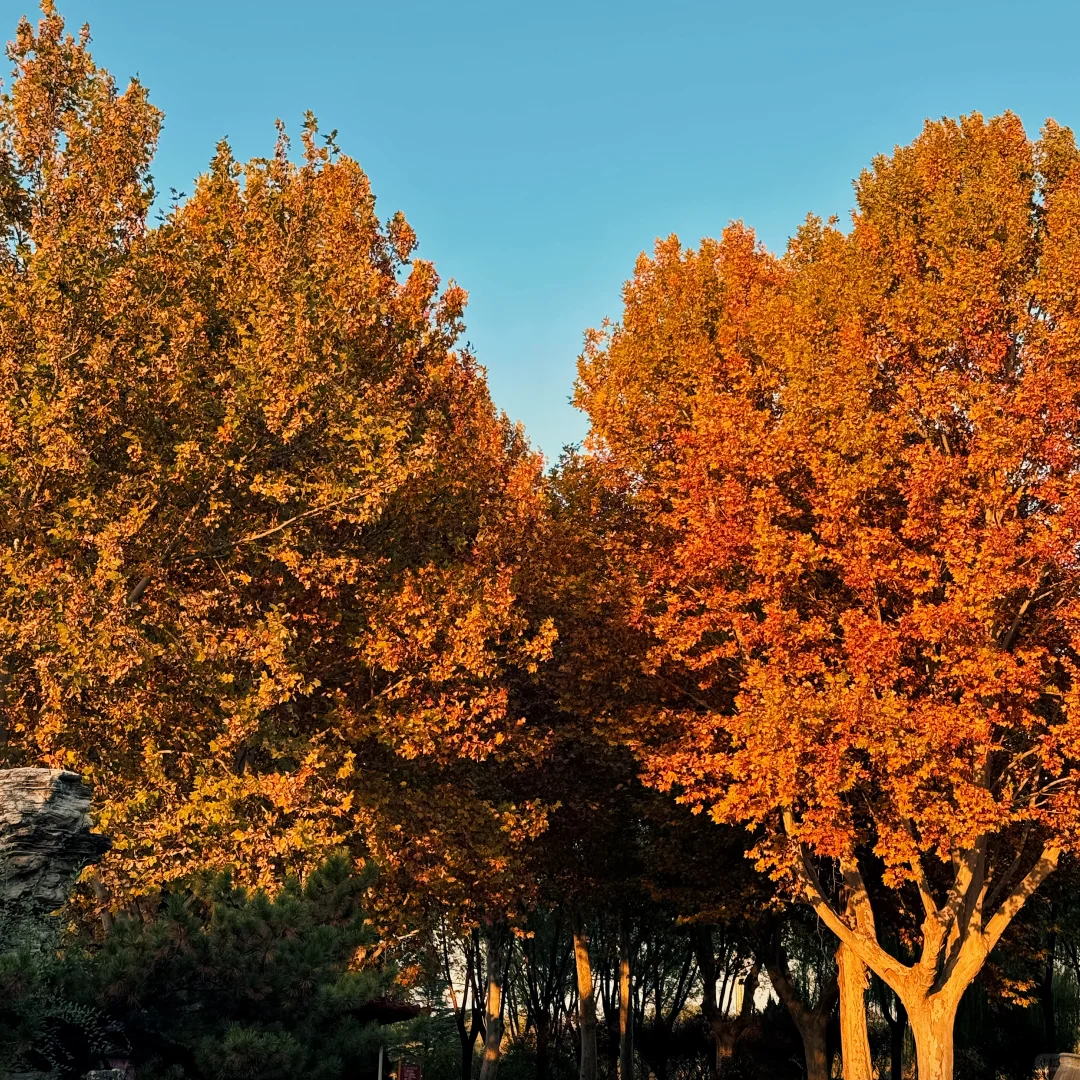 How time flies! 转眼又是满地落叶