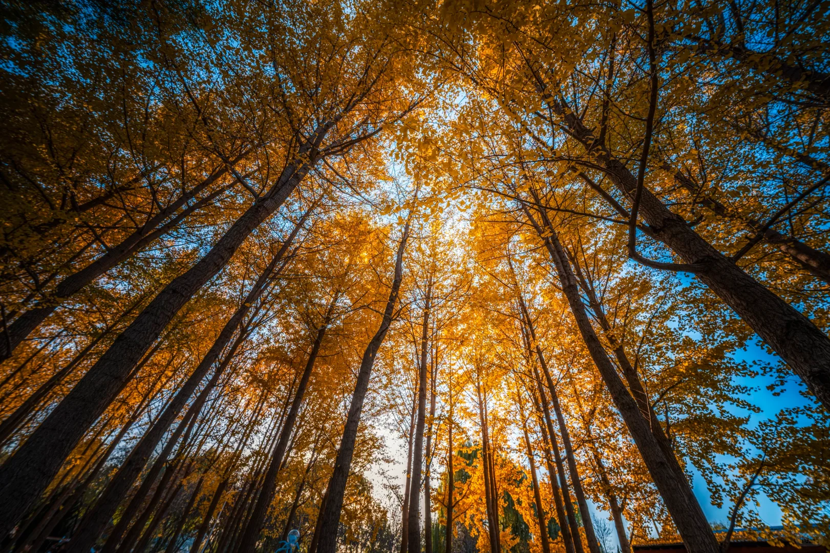 石家庄植物园的秋
